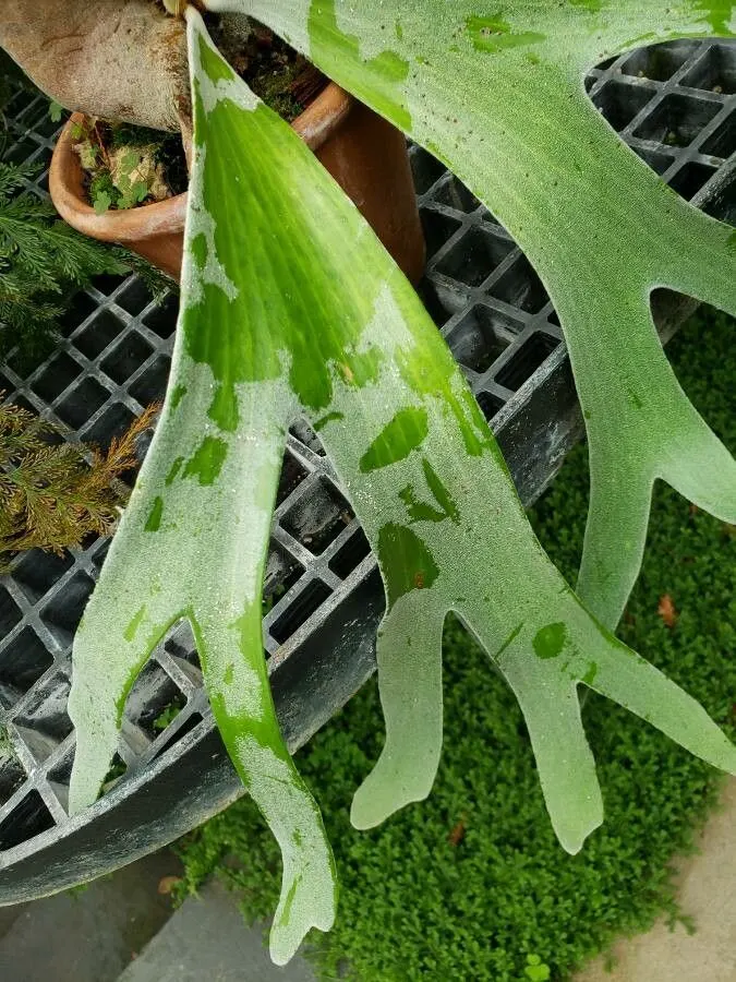 Staghorn Fern (Platycerium Bifurcatum) — appreciating the warmth and dappled light of these regions; ideal for USDA Zones 9-12, image 80