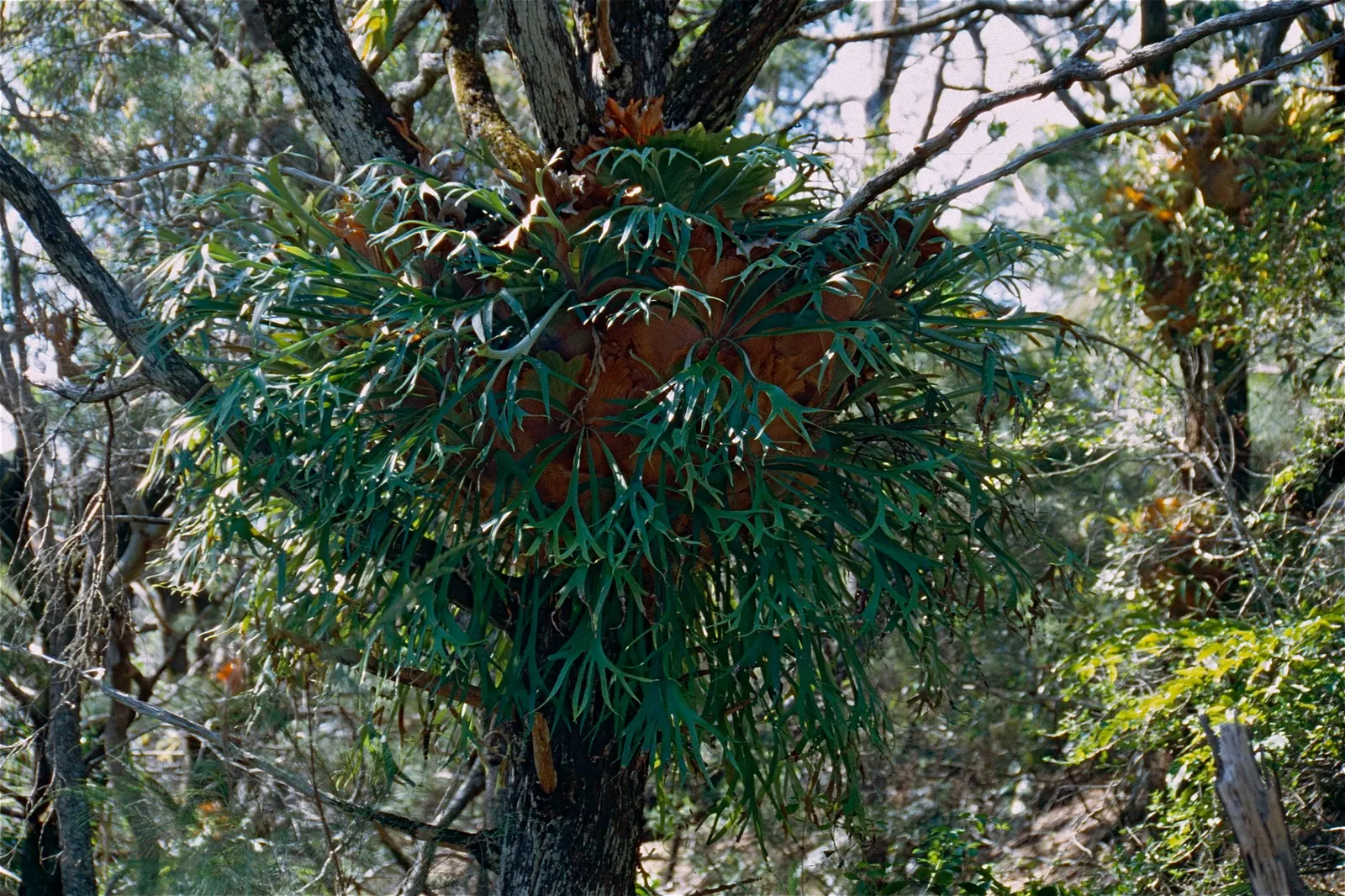 Staghorn Fern (Platycerium Bifurcatum) — mimicking its native tropical habitat; commonly known as Staghorn Fern, image 63
