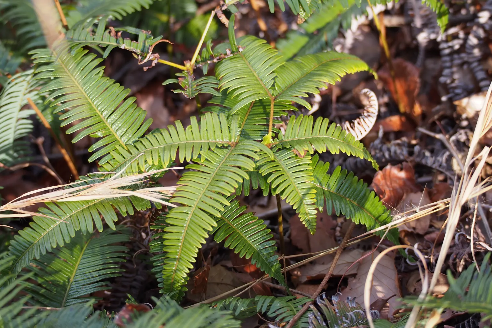 Staghorn Fern (Platycerium Bifurcatum) — fern for half