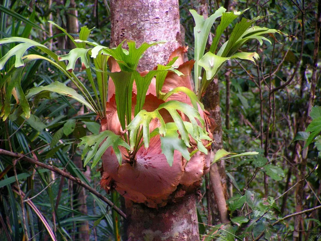 Staghorn Fern (Platycerium Bifurcatum) — basal fronds which grow close to the mounting surface; with foliar fronds reaching lengths up to 3 feet