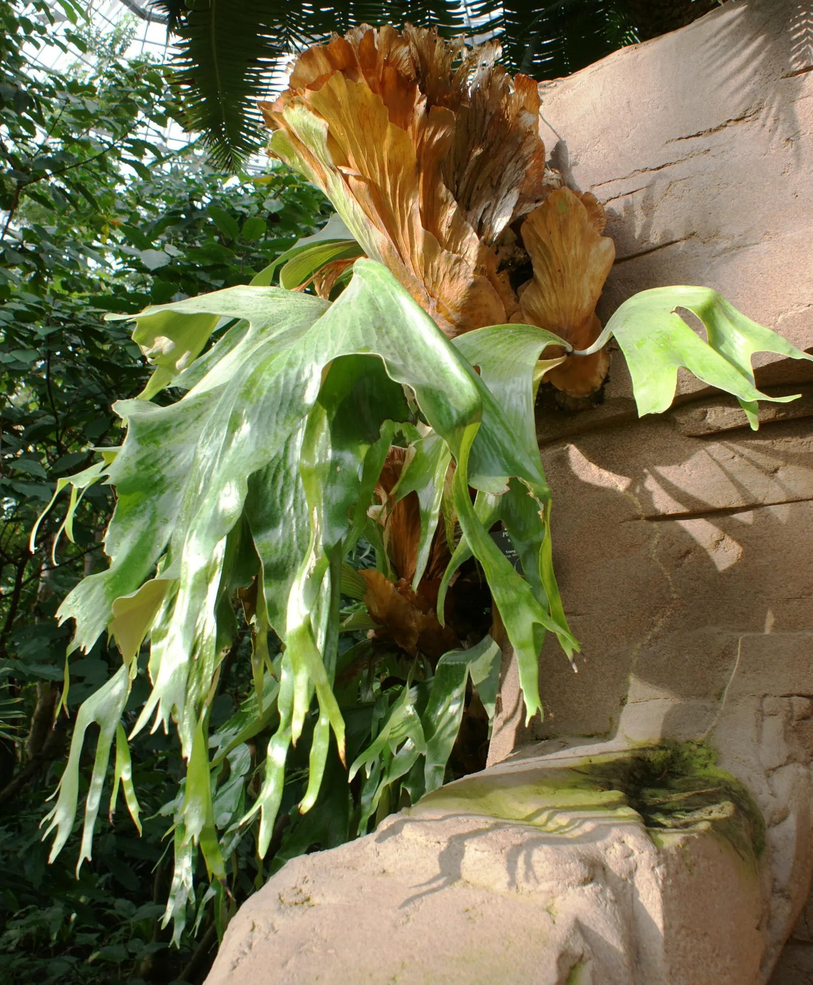 Staghorn Fern (Platycerium Bifurcatum) — this epiphytic fern thrives in USDA hardiness zones 9-12; its unique visual impact and growth habit make it a talking