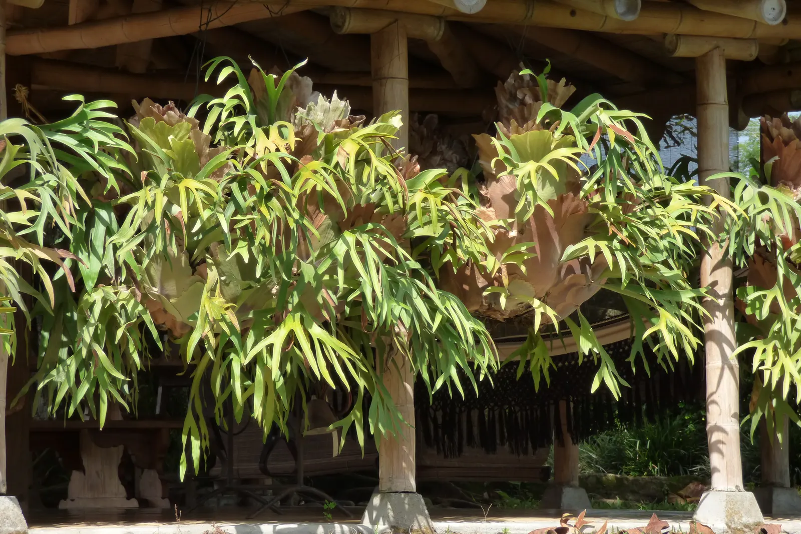 Staghorn Fern (Platycerium Bifurcatum) — The Staghorn Fern, or Platycerium bifurcatum, presents a unique, artistic flair to any garden setting, image 123