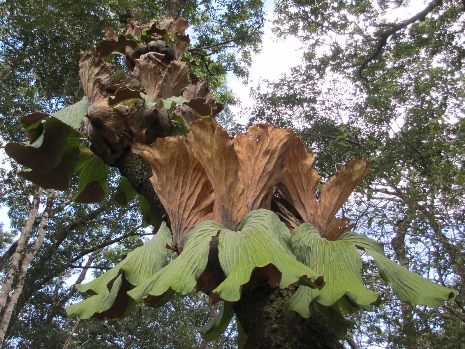 Staghorn Fern (Platycerium Bifurcatum) — The Staghorn Fern, or Platycerium bifurcatum, presents a unique, artistic flair to any garden setting, image 54