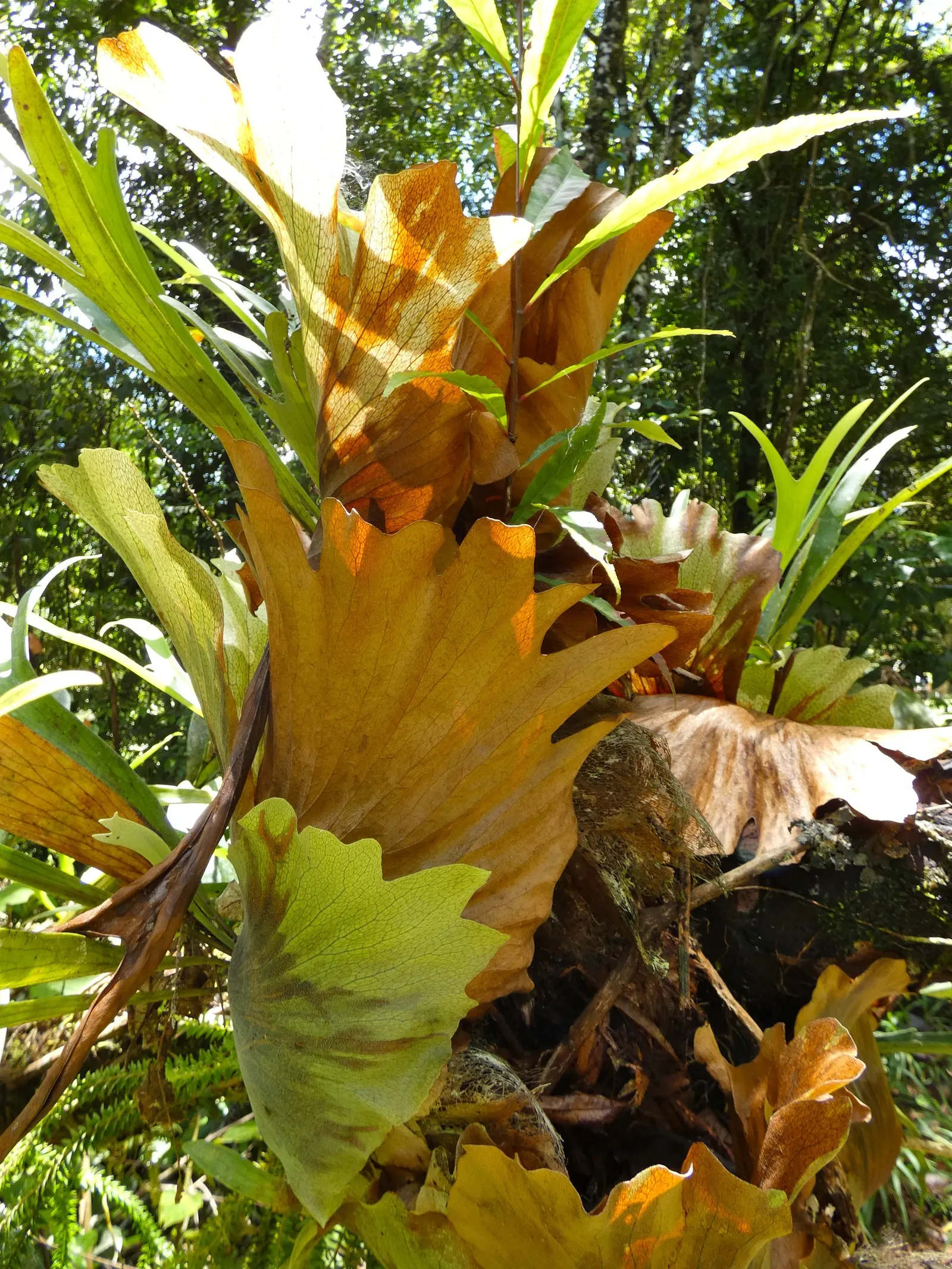 Staghorn Fern (Platycerium Bifurcatum) — this epiphytic fern thrives in USDA hardiness zones 9-12; its unique visual impact and growth habit make, image 102