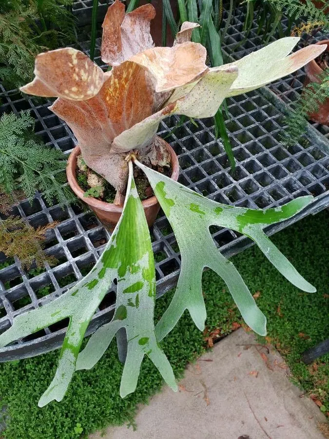 Staghorn Fern (Platycerium Bifurcatum) — basal fronds which grow close to the mounting surface; with foliar fronds reaching lengths up to 3 feet, image 105