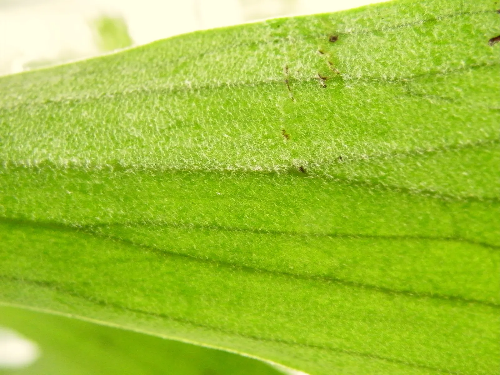 Staghorn Fern (Platycerium Bifurcatum) — mimicking its native tropical habitat; commonly known as Staghorn Fern, image 109