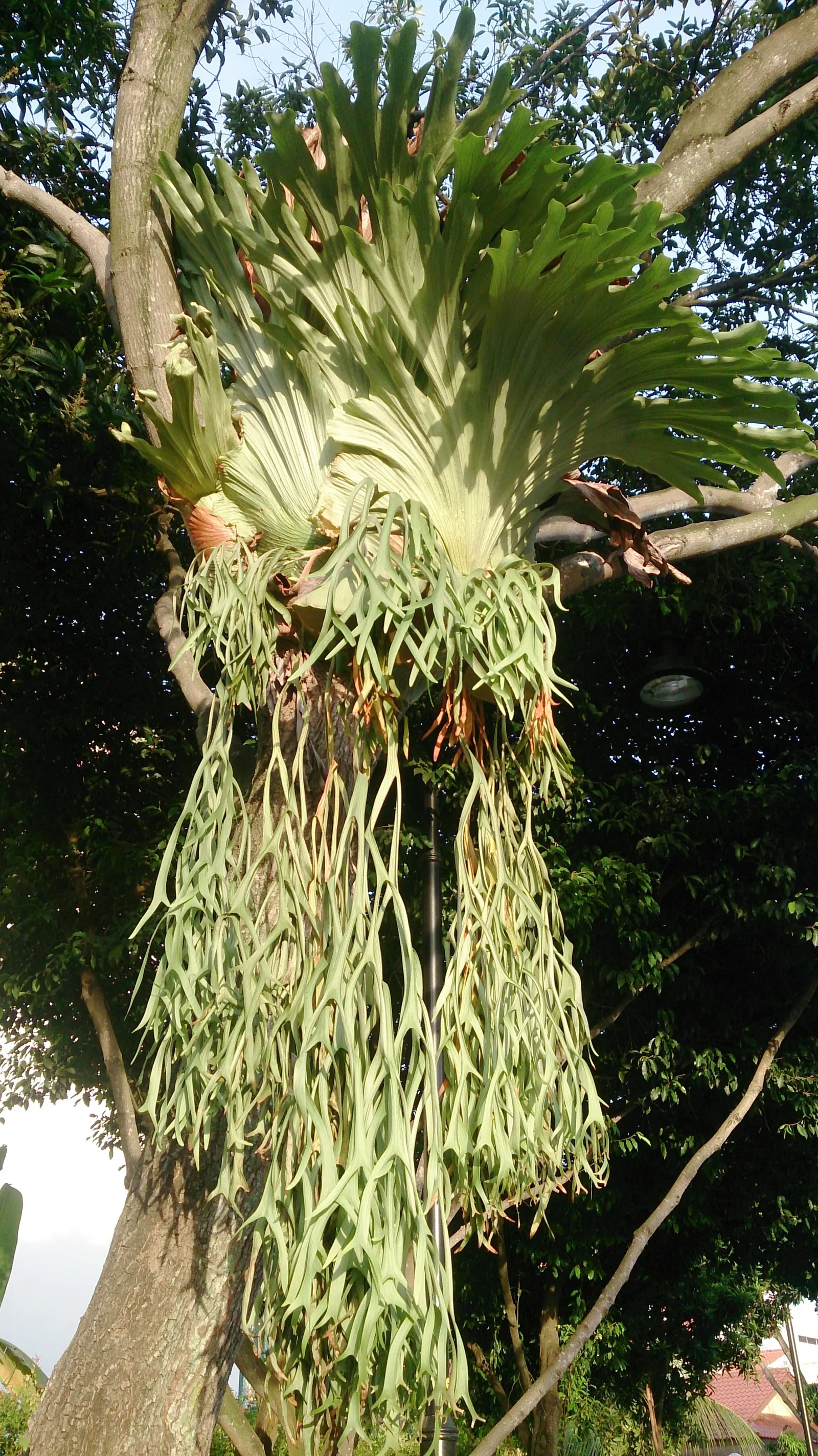 Staghorn Fern (Platycerium Bifurcatum) — The Staghorn Fern, or Platycerium bifurcatum, presents a unique, artistic flair to any garden setting