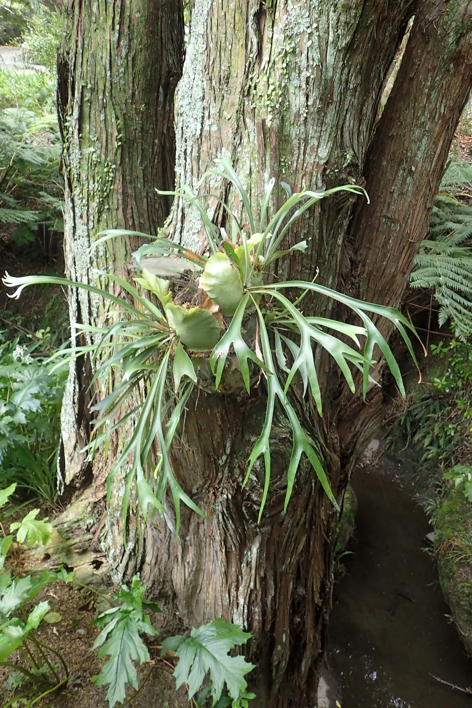 Staghorn Fern (Platycerium Bifurcatum) — With fertile fronds reaching up to 3 ft in length