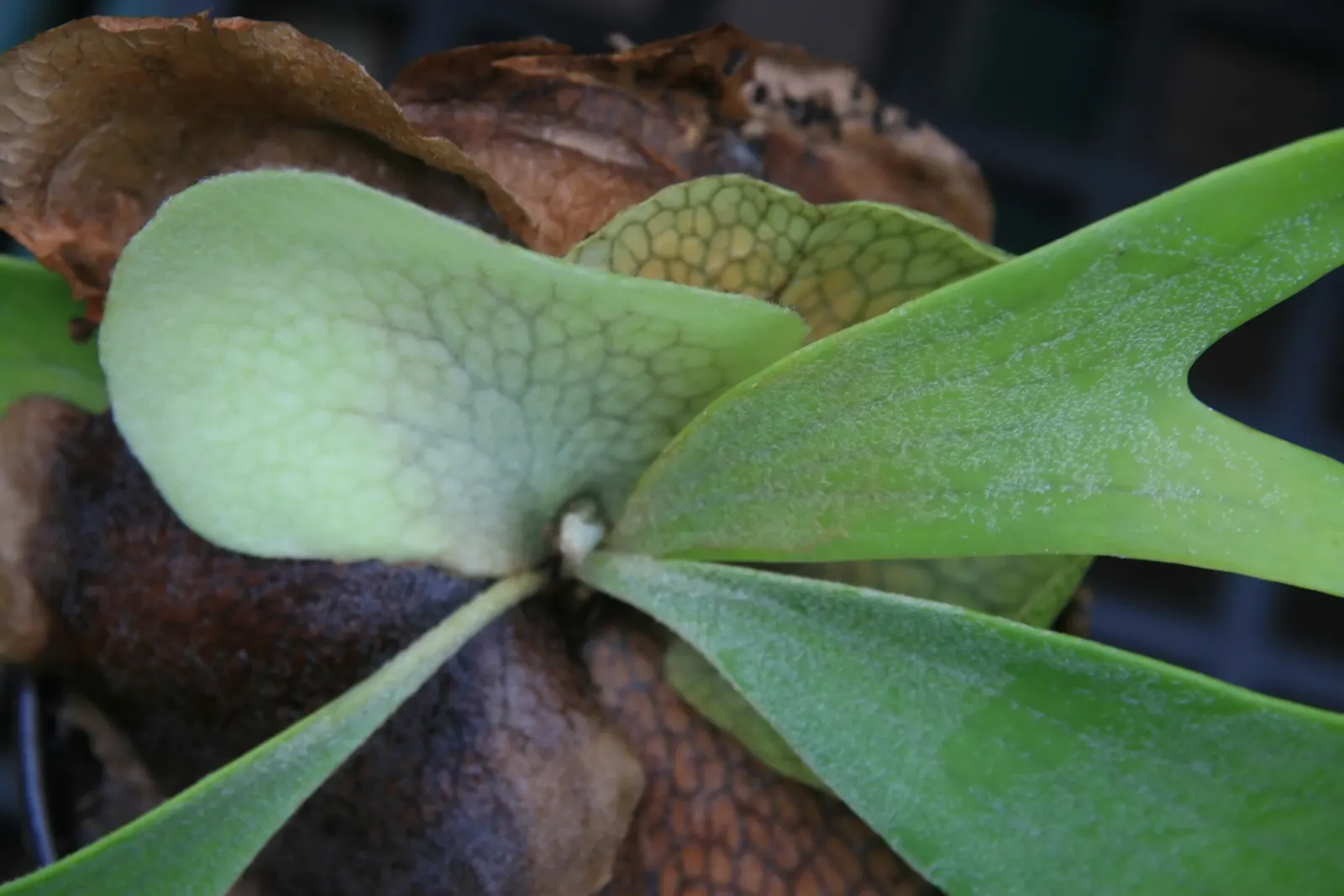 Staghorn Fern (Platycerium Bifurcatum) — foliar fronds which are the elongated; with fertile fronds reaching up to 3 ft in length, image 83