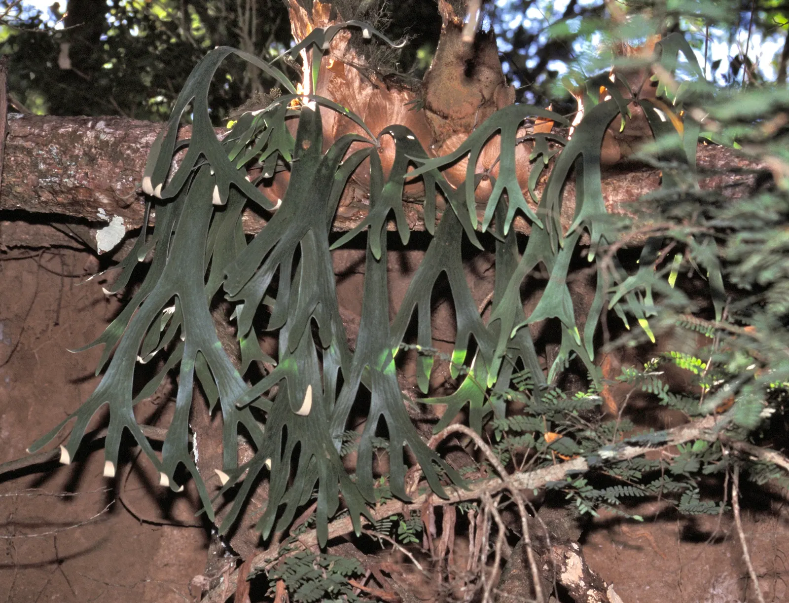 Staghorn Fern (Platycerium Bifurcatum) — Ideal for USDA Zones 9-12; named for its distinctive, image 97