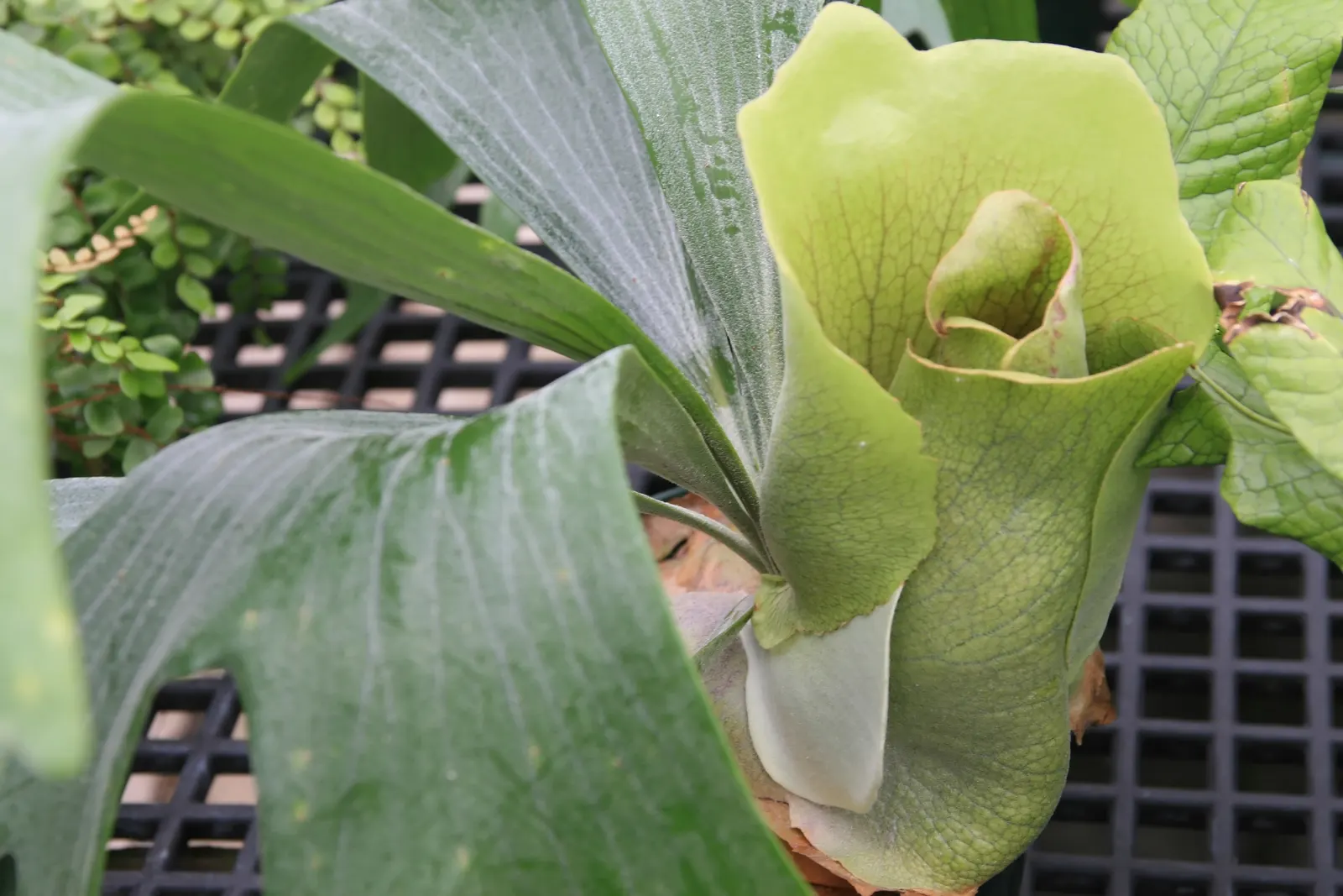 Staghorn Fern (Platycerium Bifurcatum) — Named for its distinctive; foliar fronds which are the elongated, image 101