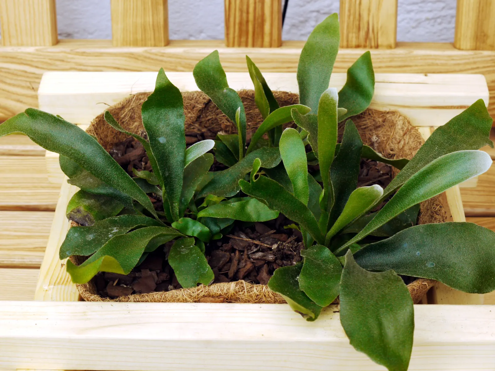 Staghorn Fern (Platycerium Bifurcatum) — With fertile fronds reaching up to 3 ft in length; as such, north-facing walls or trees that provide, image 49