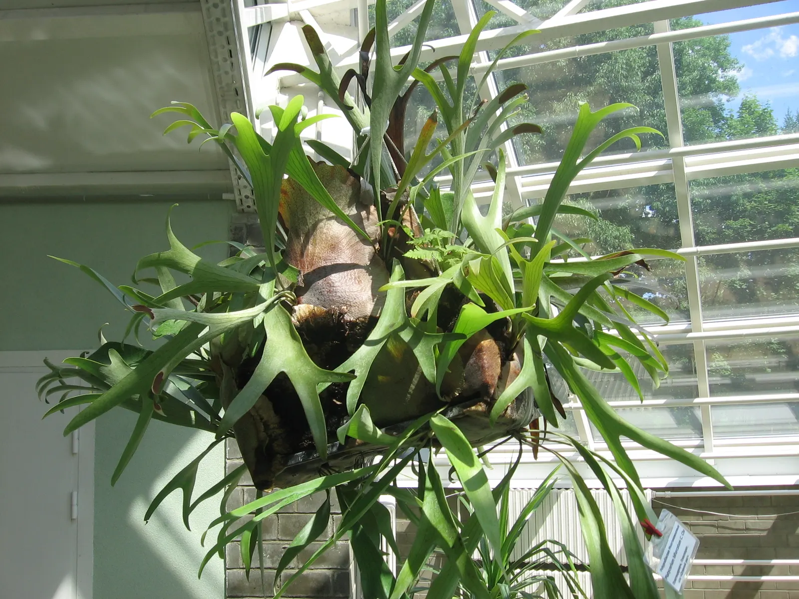 Staghorn Fern (Platycerium Bifurcatum) — bifurcated structures projecting outward.<br><br>When incorporating the Staghorn Fern into landscape, image 107