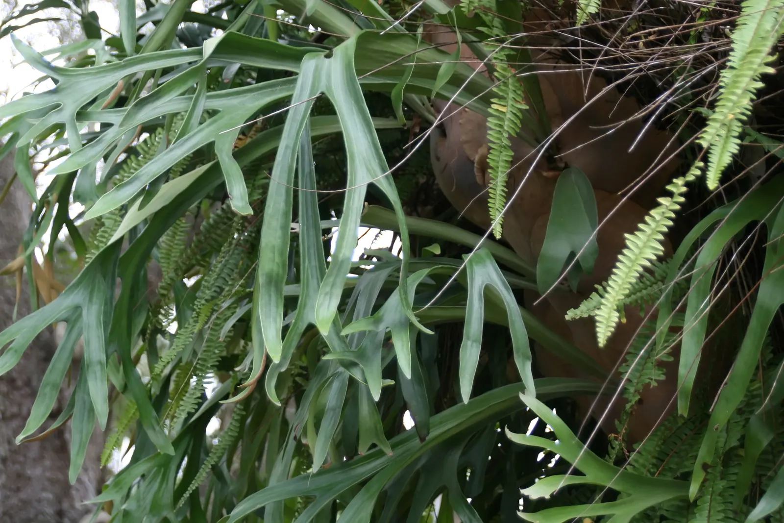 Staghorn Fern (Platycerium Bifurcatum) — with foliar fronds reaching lengths up to 3 feet; bifurcated structures projecting outward.<br><br>When incorporating