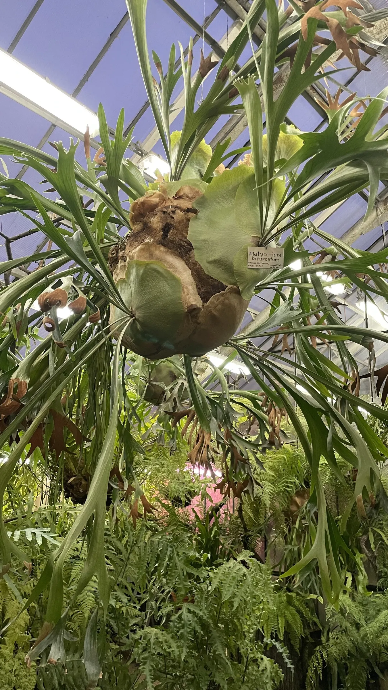 Staghorn Fern (Platycerium Bifurcatum) — sure to impress and enchant for years to come; basal fronds which grow close to the mounting surface, image 68
