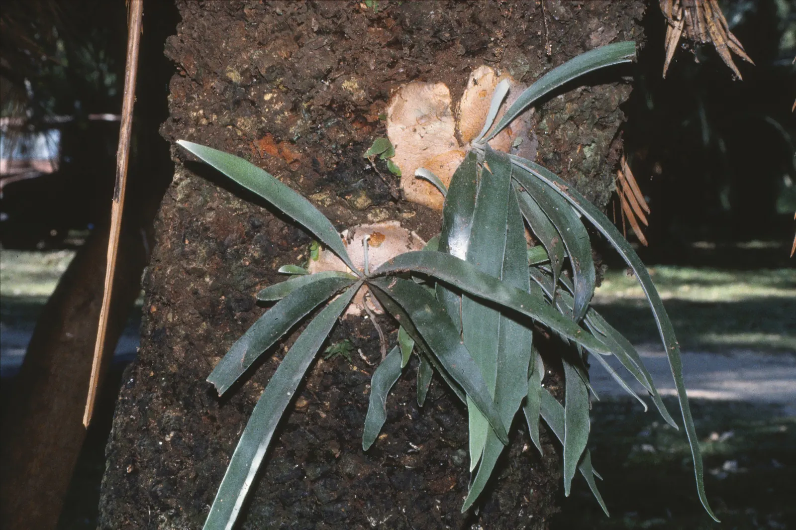 Staghorn Fern (Platycerium Bifurcatum) — with foliar fronds reaching lengths up to 3 feet; bifurcated structures projecting outward.<br><br>When, image 88