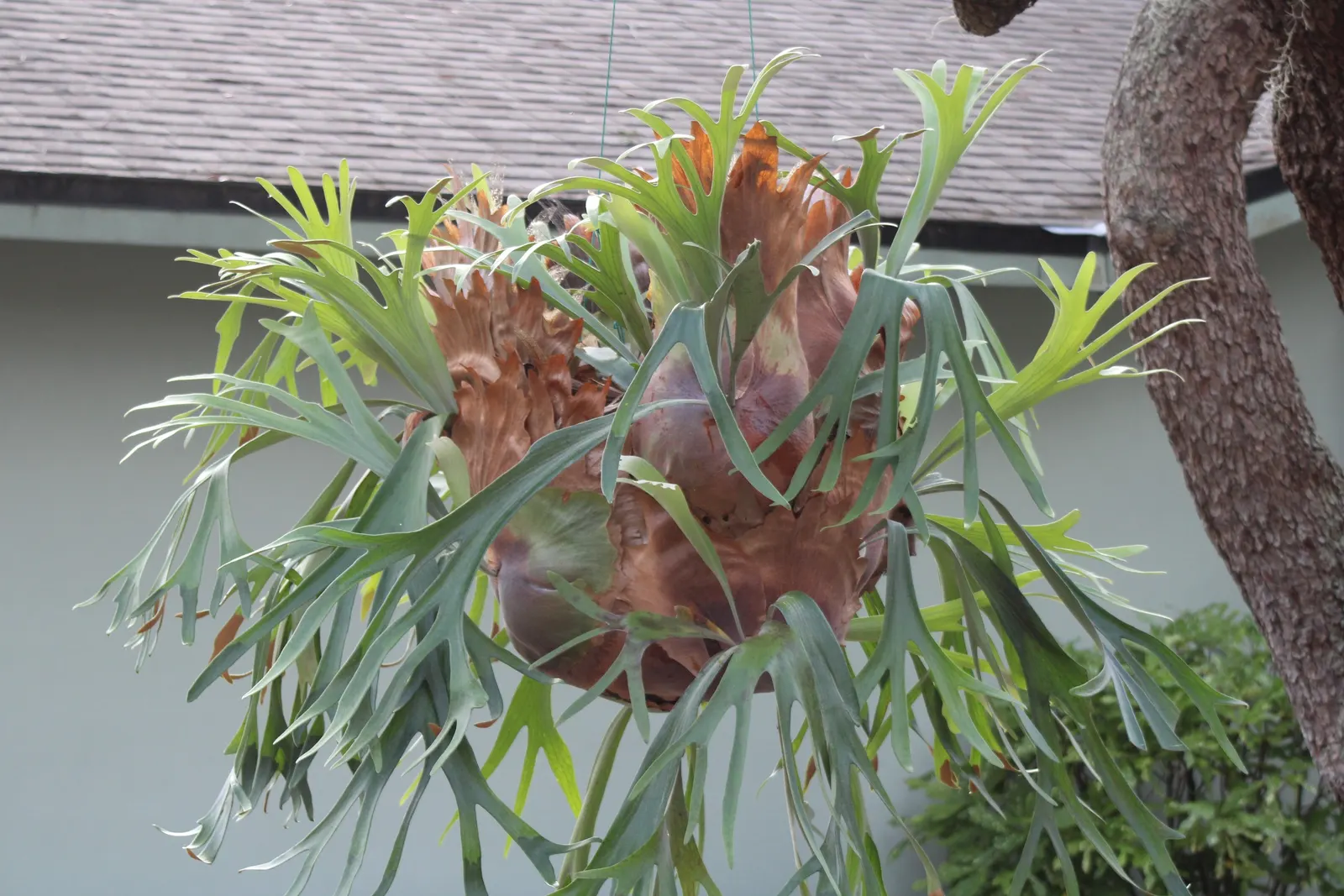 Staghorn Fern (Platycerium Bifurcatum) — The Staghorn Fern, or Platycerium bifurcatum, presents a unique, artistic flair to any garden setting; requiring