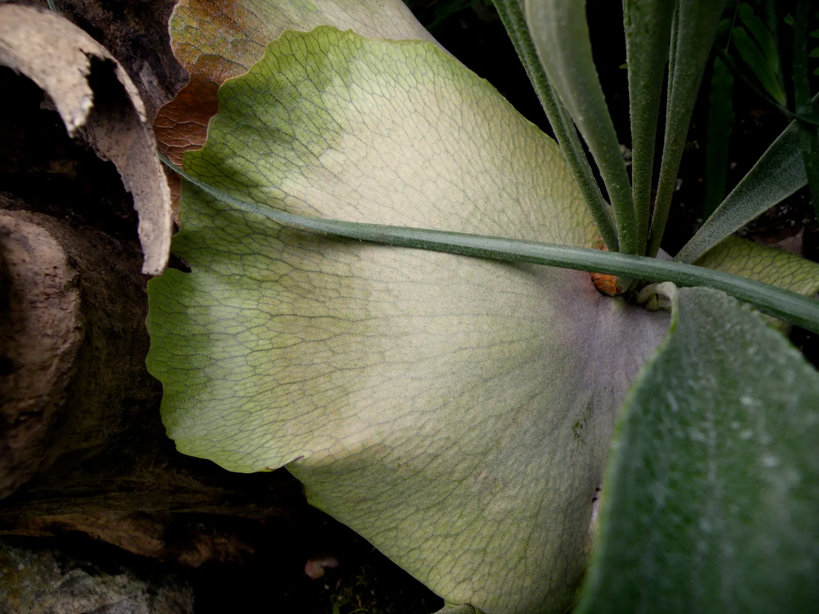 Staghorn Fern (Platycerium Bifurcatum) — commonly known as Staghorn Fern; this fern offers a dramatic vertical element to shaded landscapes, image 116