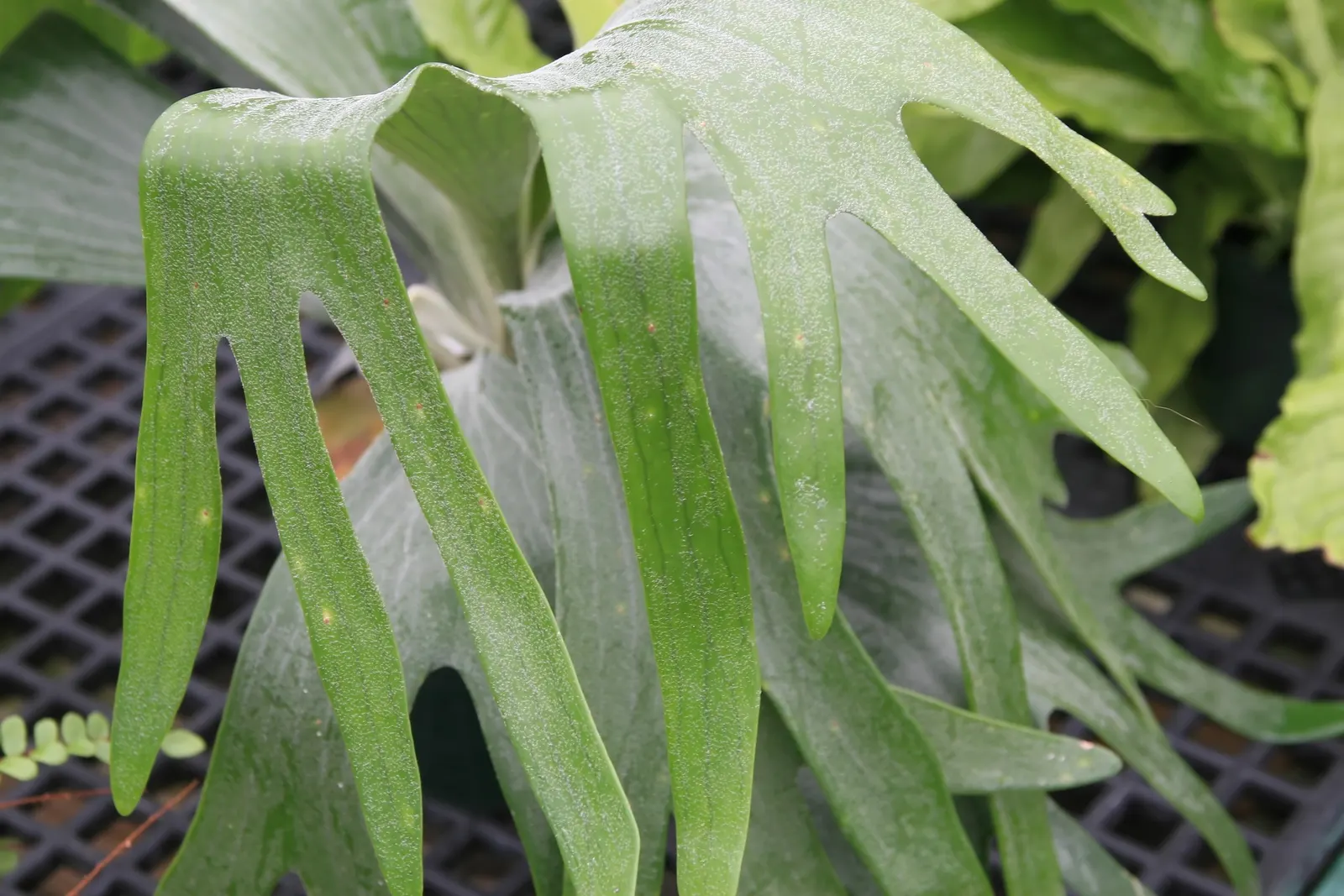 Staghorn Fern (Platycerium Bifurcatum) — Its unique visual impact and growth habit make it a talking point for any green space; it thrives in high, image 90