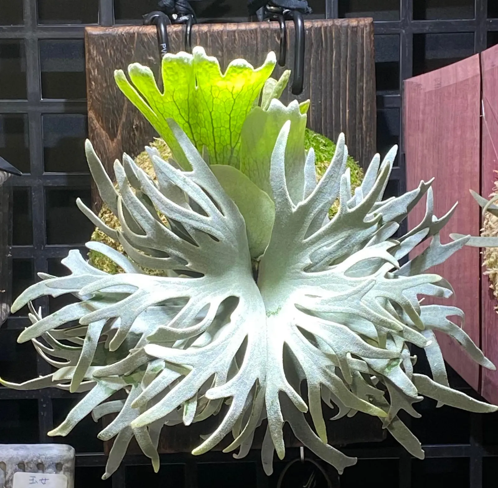 Staghorn Fern (Platycerium Bifurcatum) — appreciating the warmth and dappled light of these regions