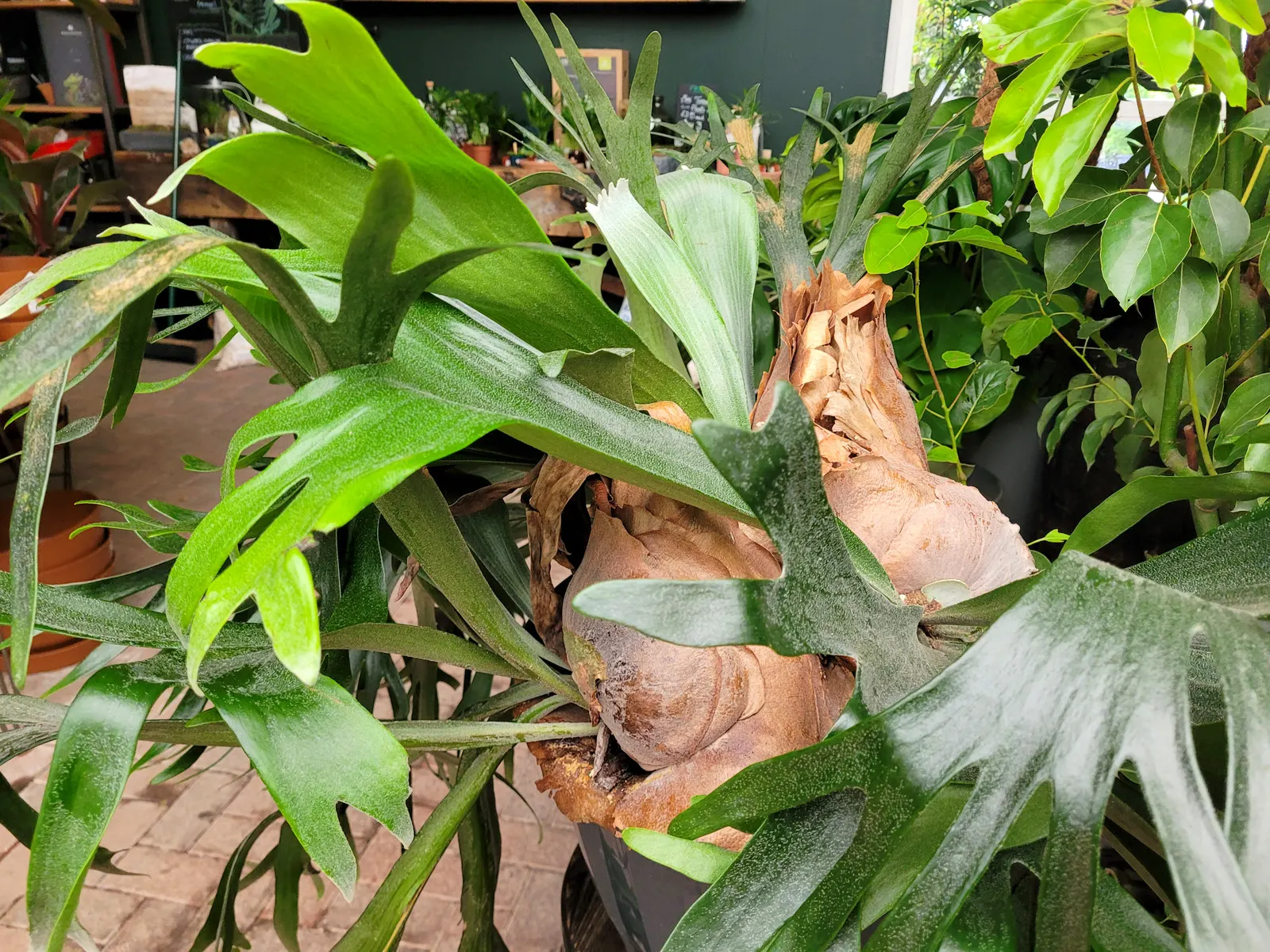 Staghorn Fern (Platycerium Bifurcatum) — requiring minimal soil and mounting on organic materials like wood for optimal growth; fern for half, image 122