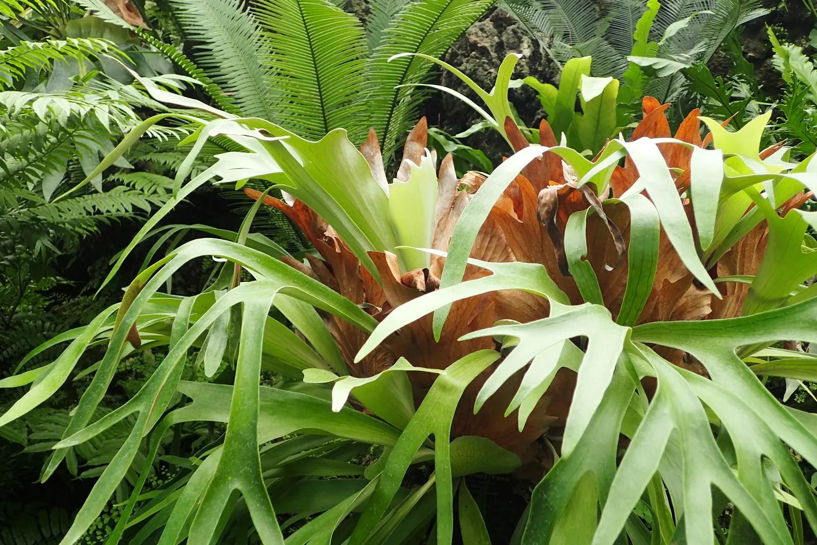 Staghorn Fern (Platycerium Bifurcatum) — this fern offers a dramatic vertical element to shaded landscapes; is an epiphytic specimen prized for its, image 119