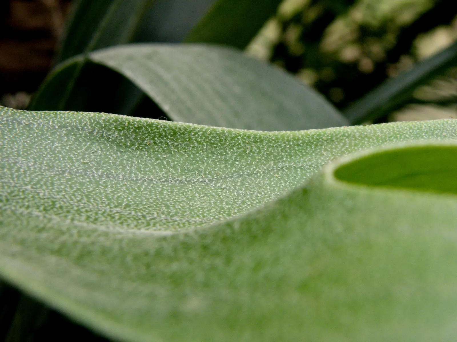 Staghorn Fern (Platycerium Bifurcatum) — basal fronds which grow close to the mounting surface; with foliar fronds reaching lengths up to 3 feet, image 128
