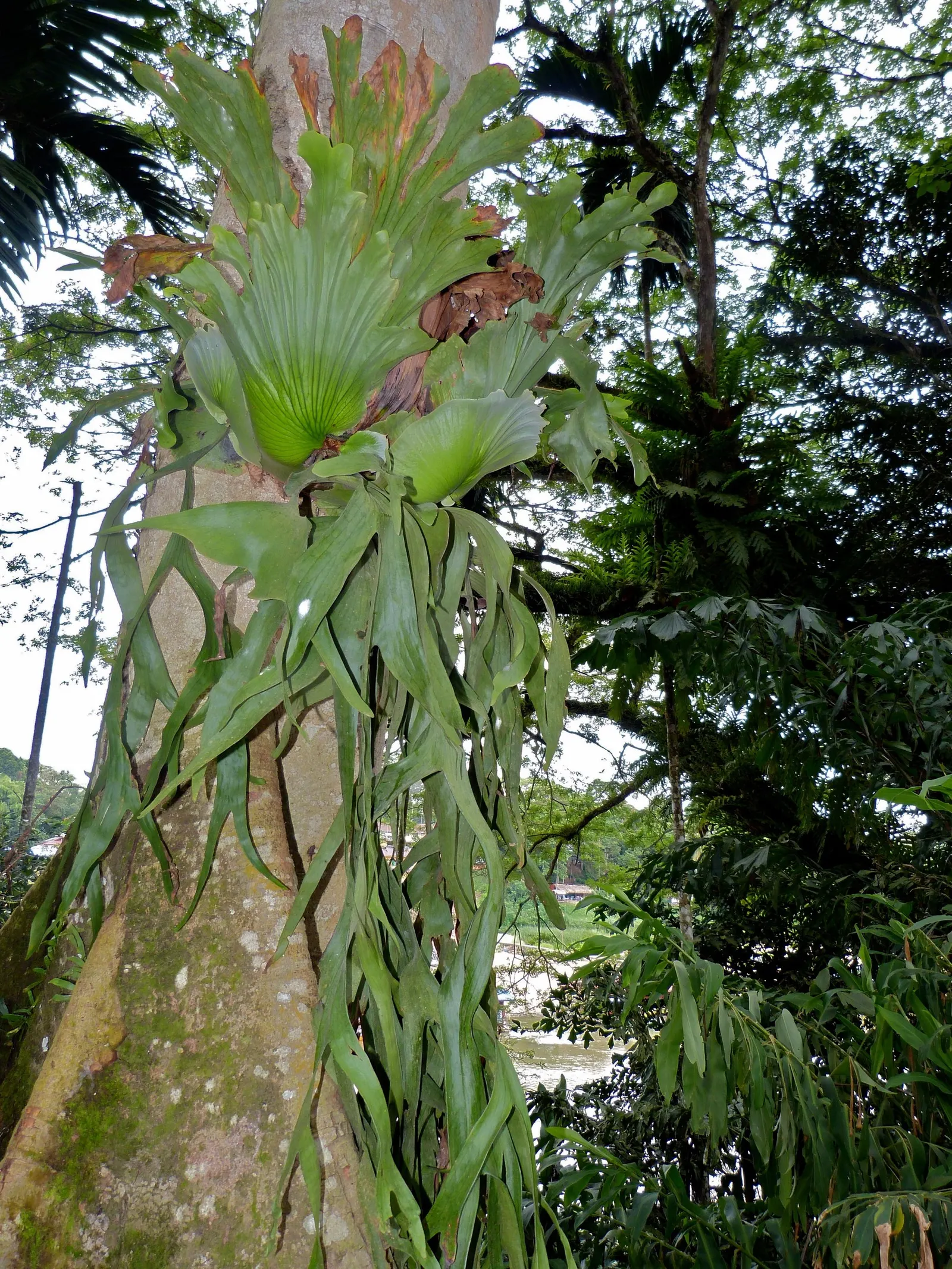 Staghorn Fern (Platycerium Bifurcatum) — Its unique visual impact and growth habit make it a talking point for any green space; it thrives in high humidity and