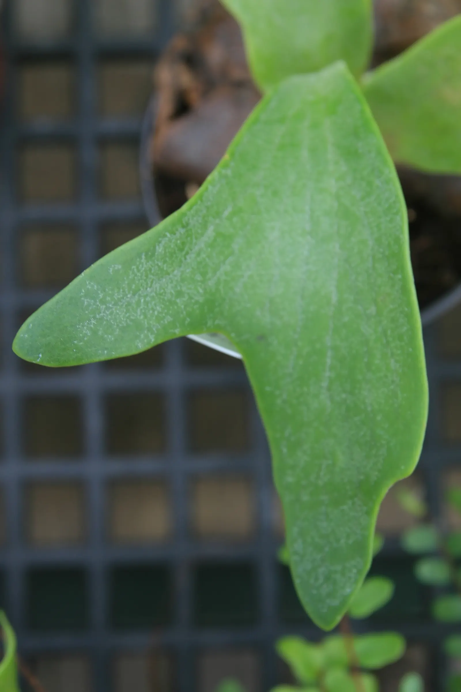 Staghorn Fern (Platycerium Bifurcatum) — As such, north-facing walls or trees that provide filtered sunlight are ideal locations