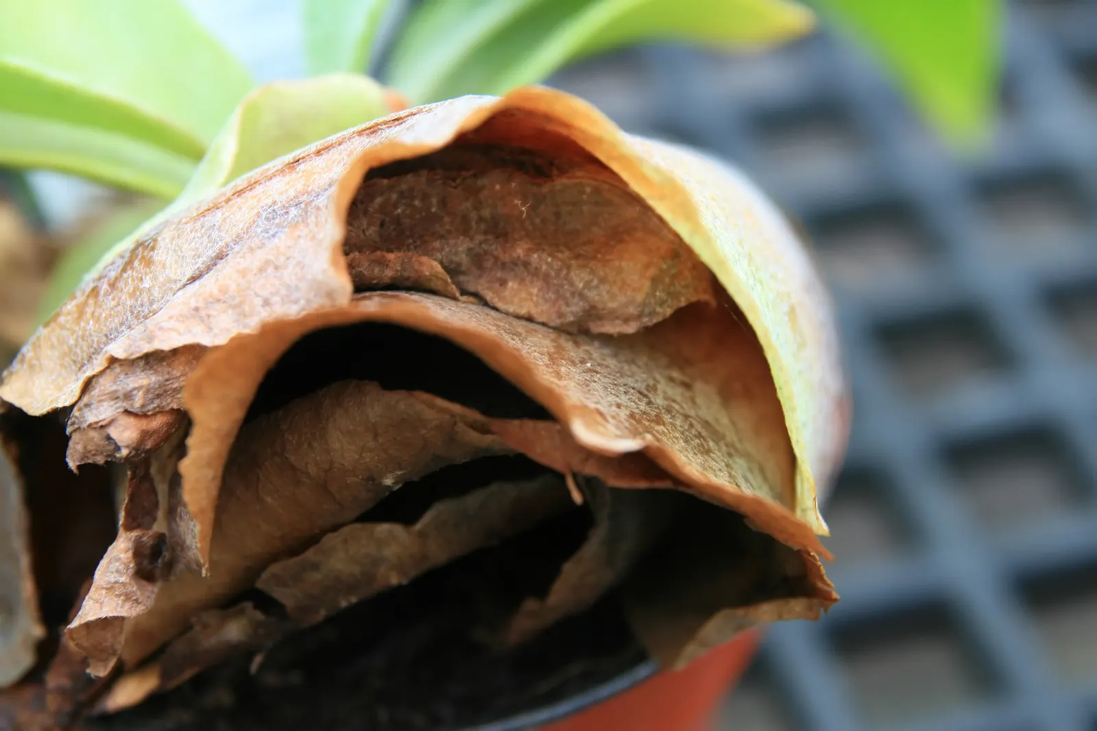 Staghorn Fern (Platycerium Bifurcatum) — it thrives in high humidity and indirect light