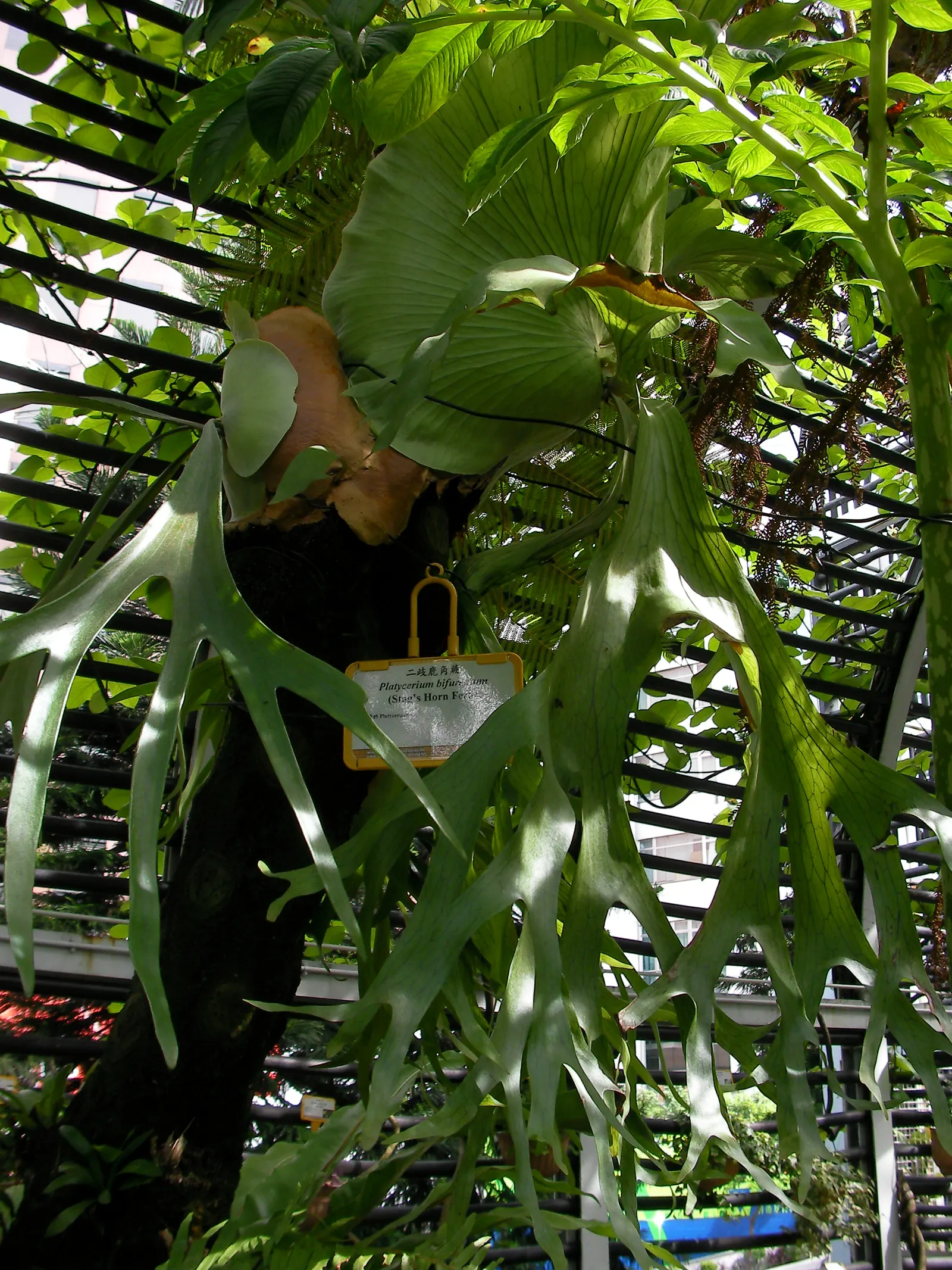 Staghorn Fern (Platycerium Bifurcatum) — Ideal for USDA Zones 9-12; named for its distinctive