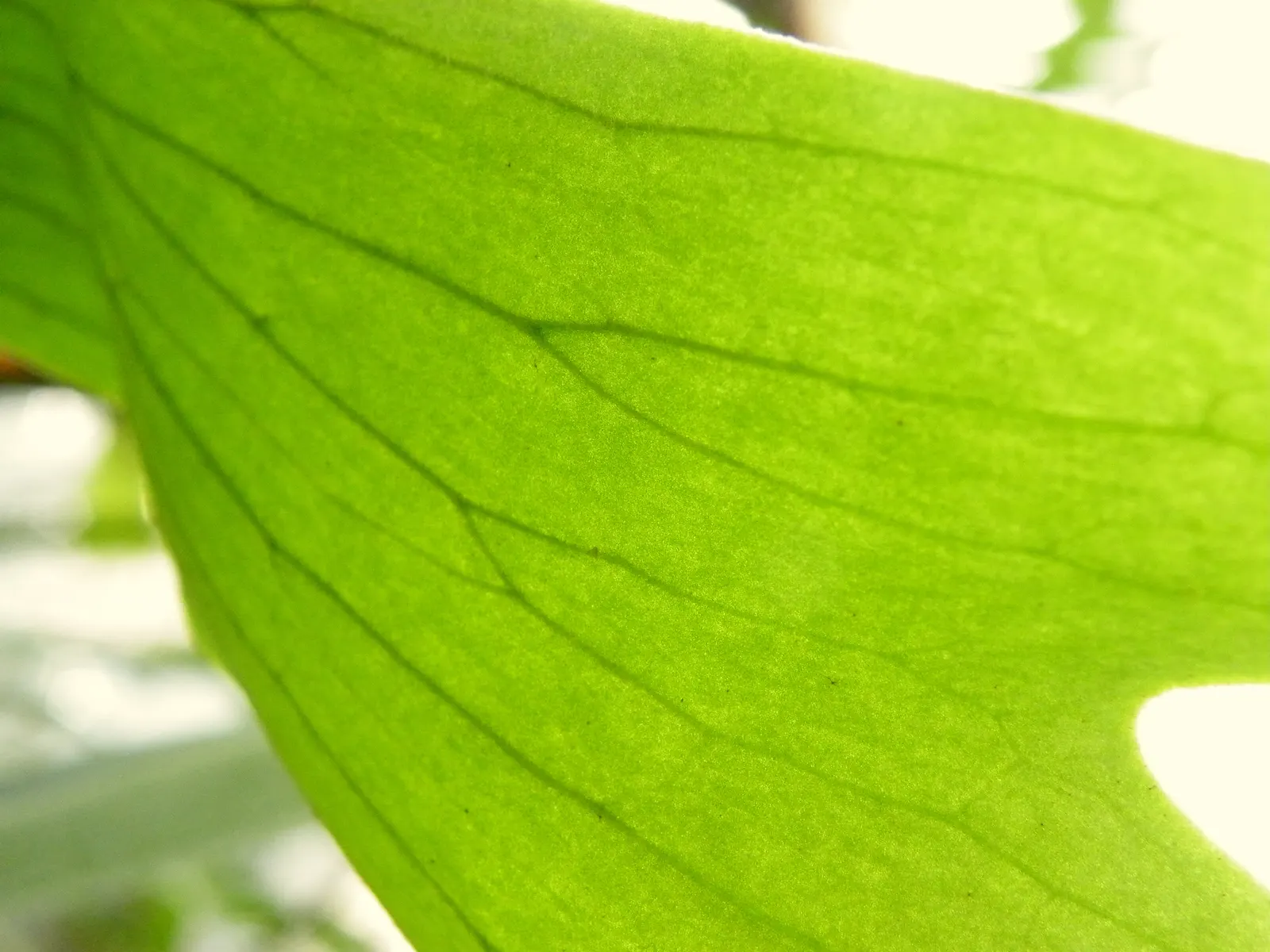 Staghorn Fern (Platycerium Bifurcatum) — keep in mind it prefers indirect light and high humidity; mimicking its native tropical habitat, image 108