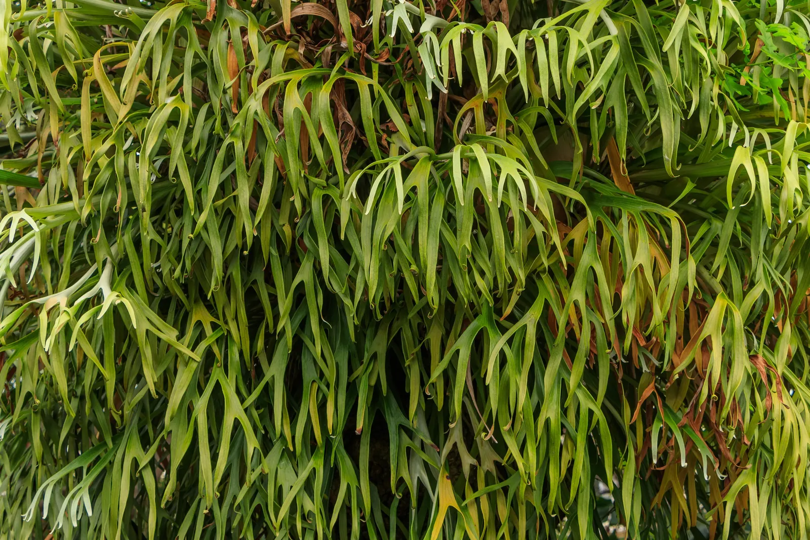 Staghorn Fern (Platycerium Bifurcatum) — Watering requirements typically involve misting several times a week rather than traditional soil watering; sure to