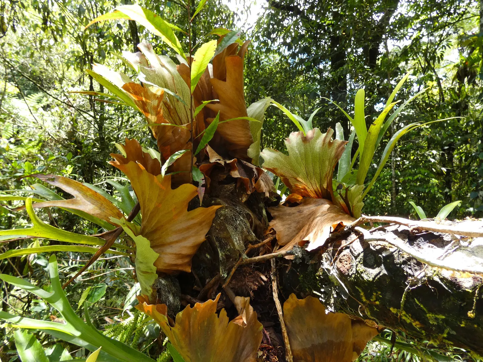 Staghorn Fern (Platycerium Bifurcatum) — fern for half; watering requirements typically involve misting several times a week rather than, image 69