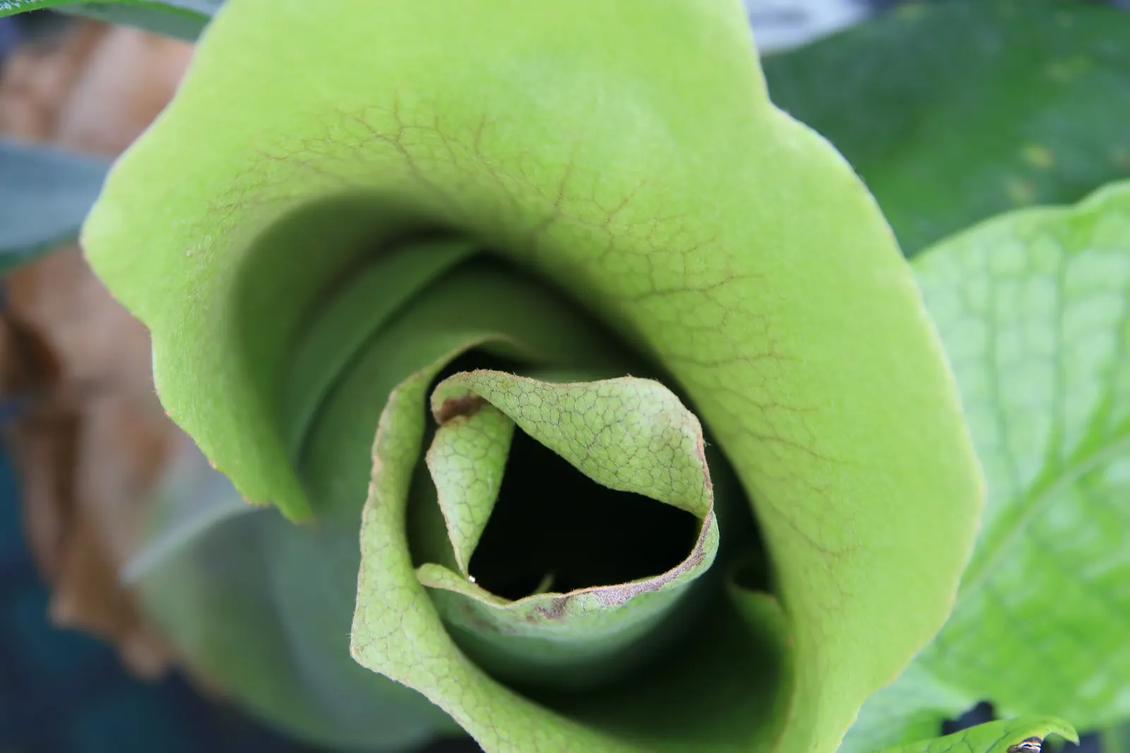 Staghorn Fern (Platycerium Bifurcatum) — Ideal for USDA Zones 9-12