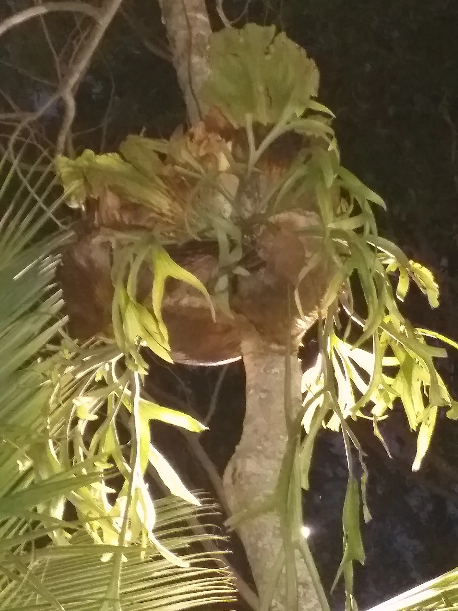 Staghorn Fern (Platycerium Bifurcatum) — foliar fronds which are the elongated; with fertile fronds reaching up to 3 ft in length, image 60