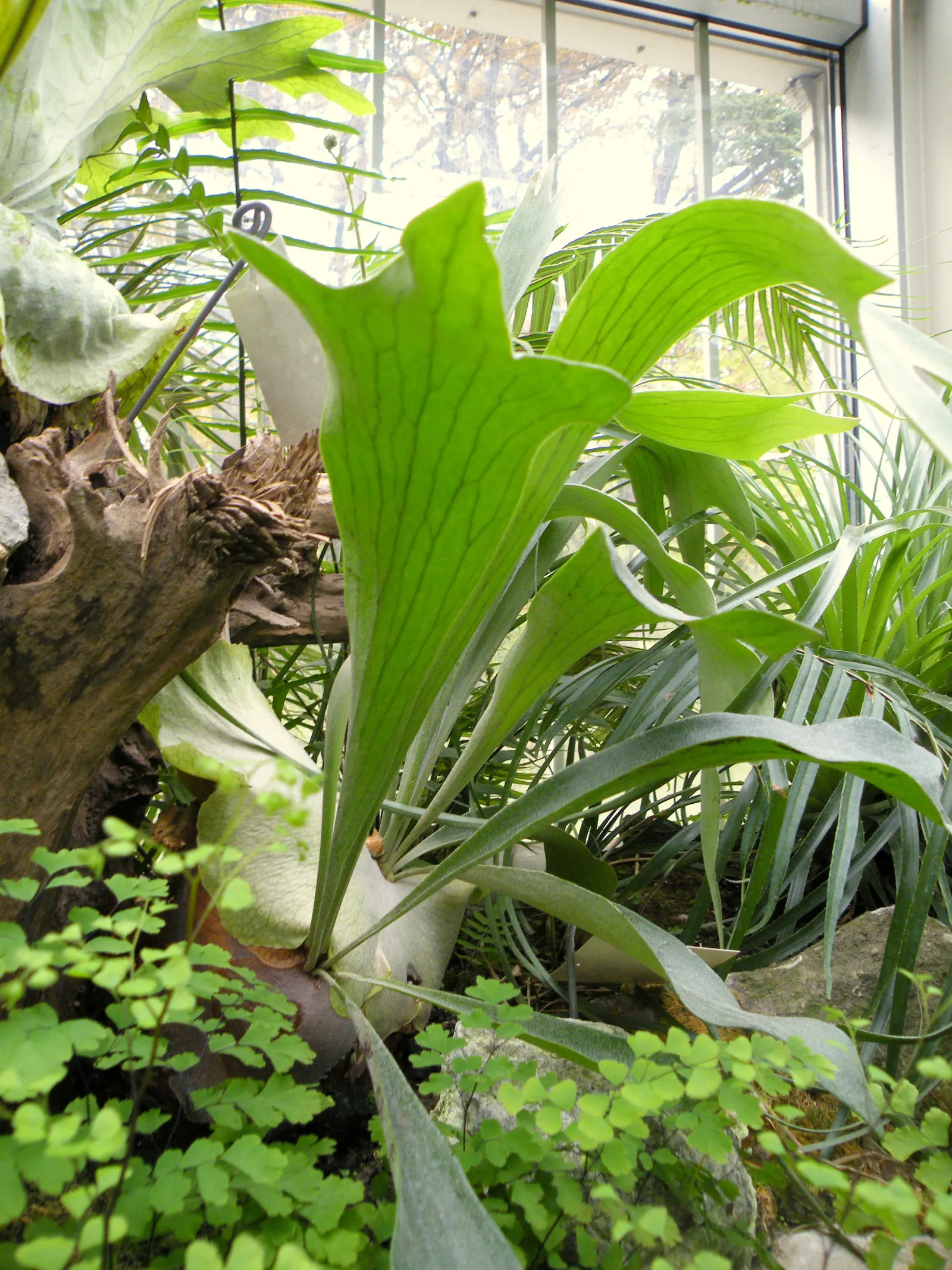 Staghorn Fern (Platycerium Bifurcatum) — As such, north-facing walls or trees that provide filtered sunlight are ideal locations; the Staghorn, image 64