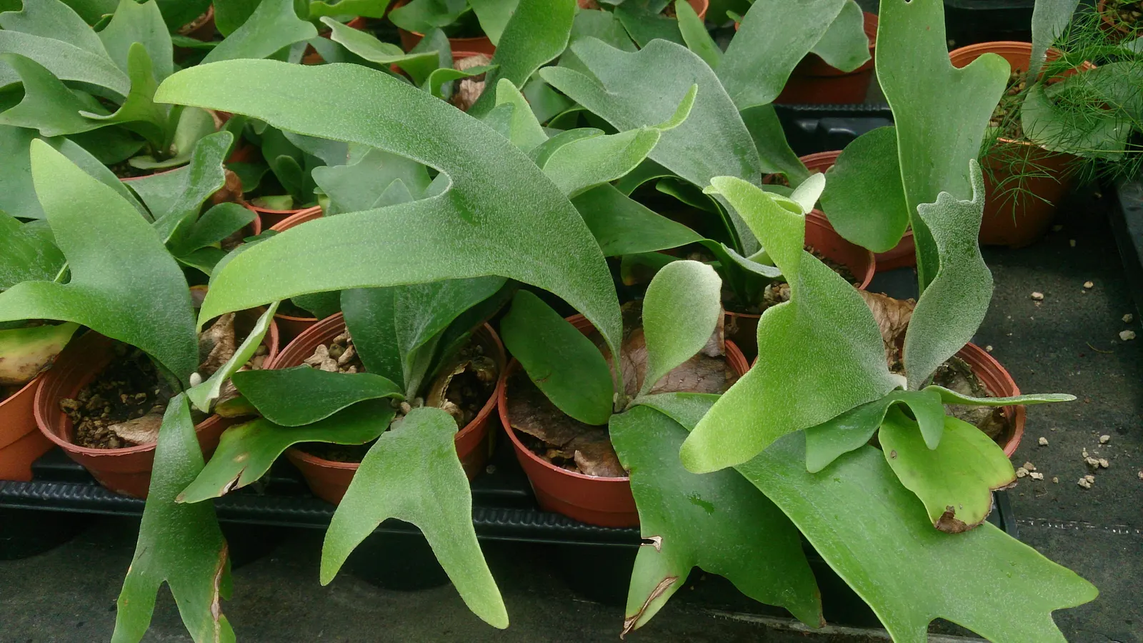 Staghorn Fern (Platycerium Bifurcatum) — Its unique visual impact and growth habit make it a talking point for any green space