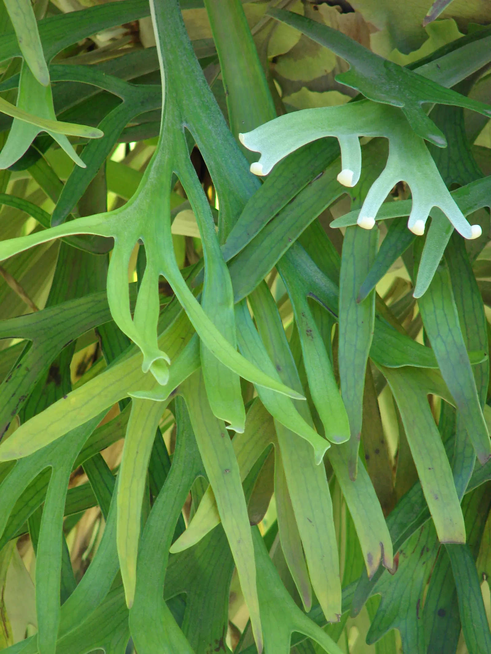 Staghorn Fern (Platycerium Bifurcatum) — basal fronds which grow close to the mounting surface; with foliar fronds reaching lengths up to 3 feet, image 82