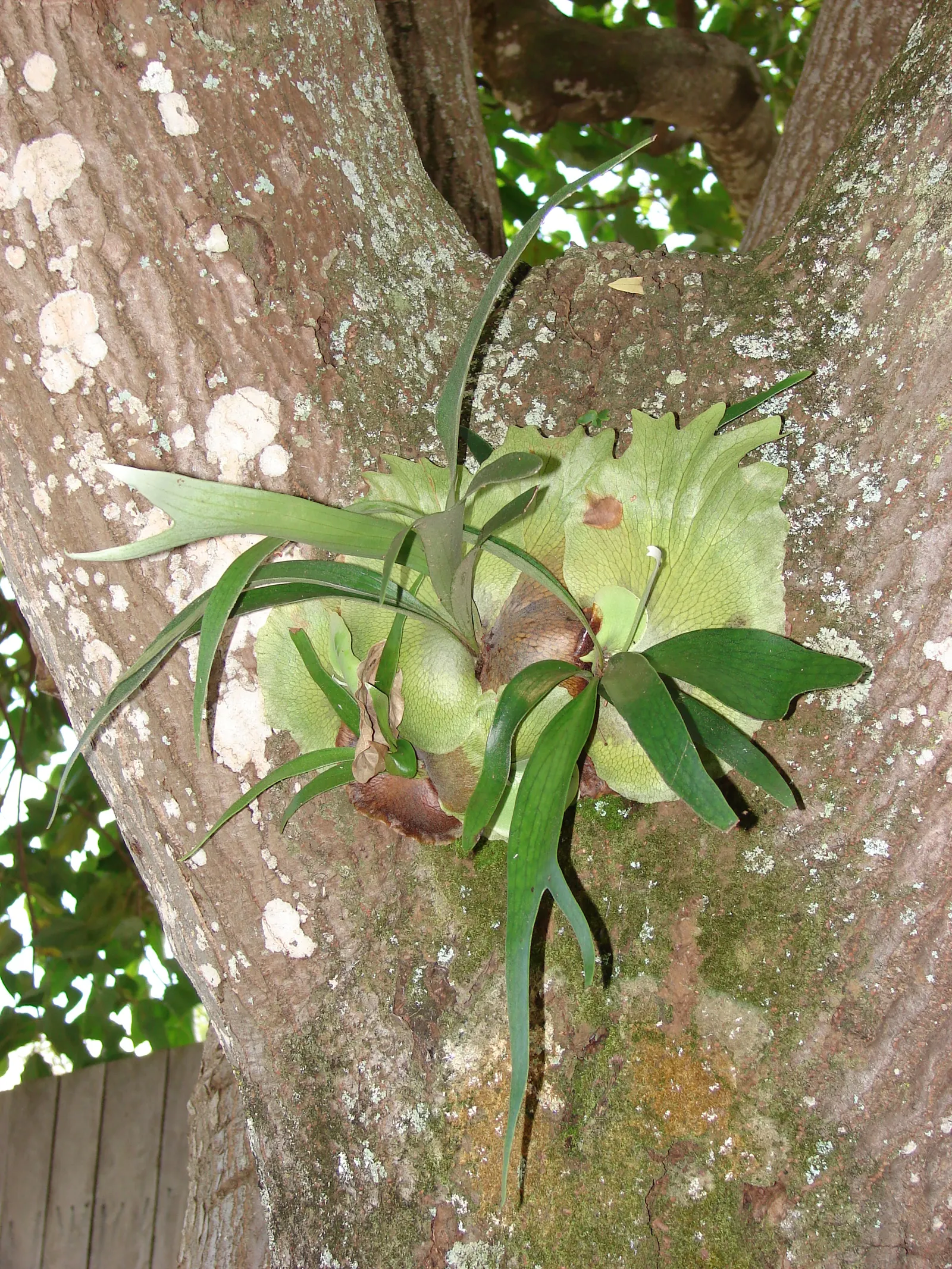 Staghorn Fern (Platycerium Bifurcatum) — With fertile fronds reaching up to 3 ft in length; as such, north-facing walls or trees that provide, image 72