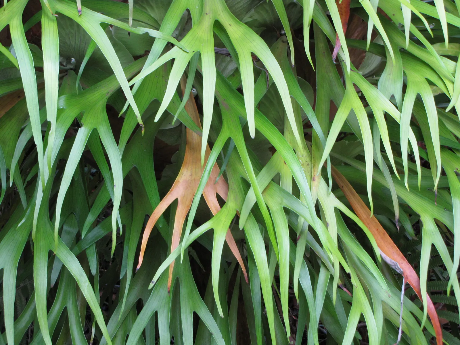 Staghorn Fern (Platycerium Bifurcatum) — appreciating the warmth and dappled light of these regions; ideal for USDA Zones 9-12, image 57