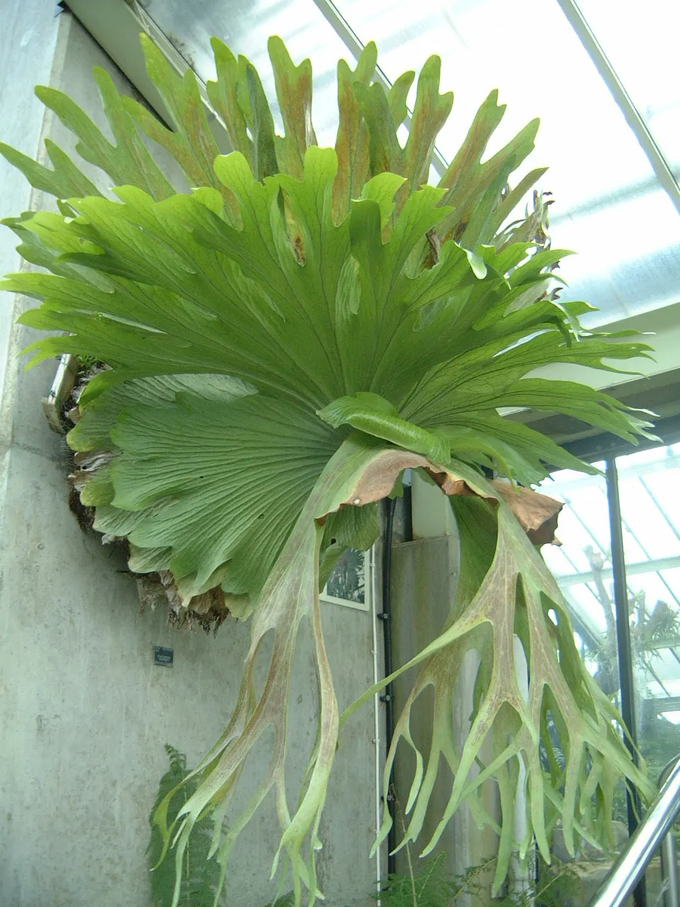 Staghorn Fern (Platycerium Bifurcatum) — basal fronds which grow close to the mounting surface