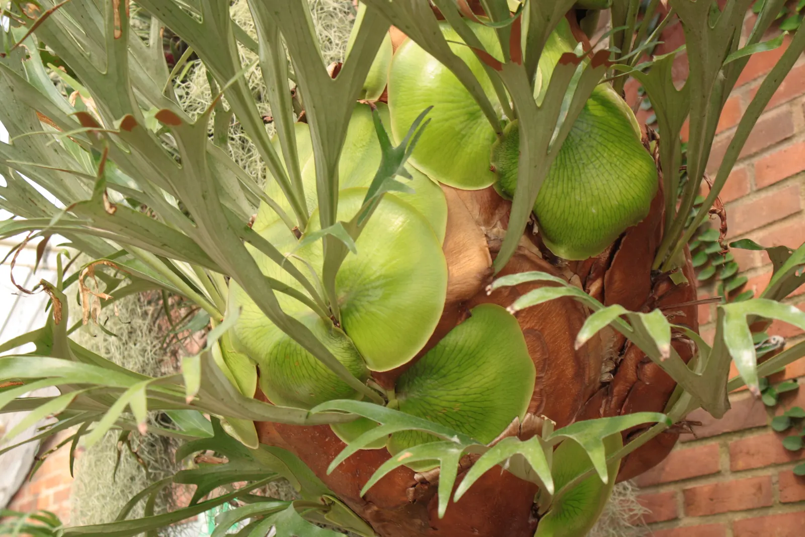Staghorn Fern (Platycerium Bifurcatum) — keep in mind it prefers indirect light and high humidity; mimicking its native tropical habitat, image 62