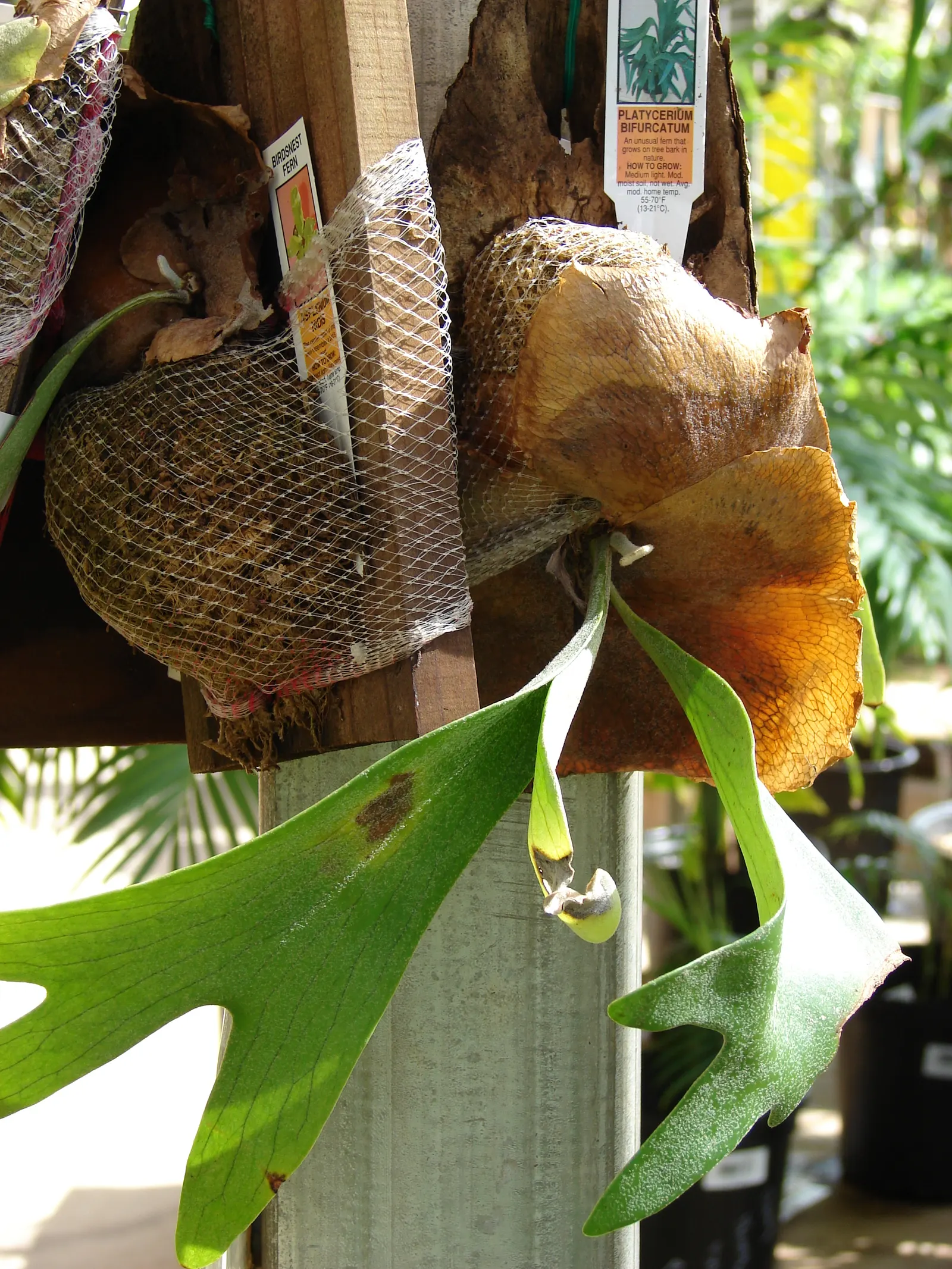 Staghorn Fern (Platycerium Bifurcatum) — sure to impress and enchant for years to come