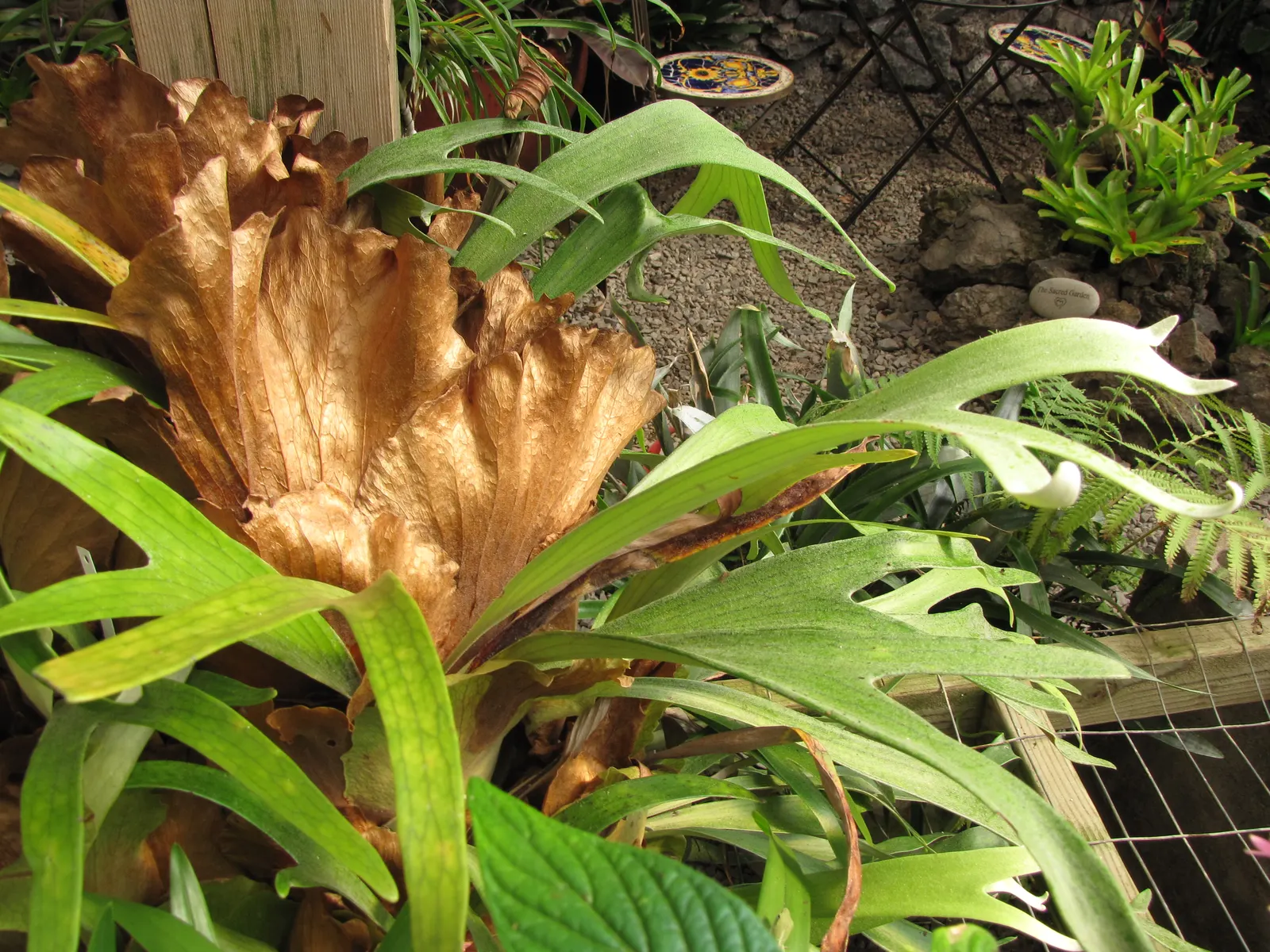 Staghorn Fern (Platycerium Bifurcatum) — bifurcated structures projecting outward.<br><br>When incorporating the Staghorn Fern into landscape design