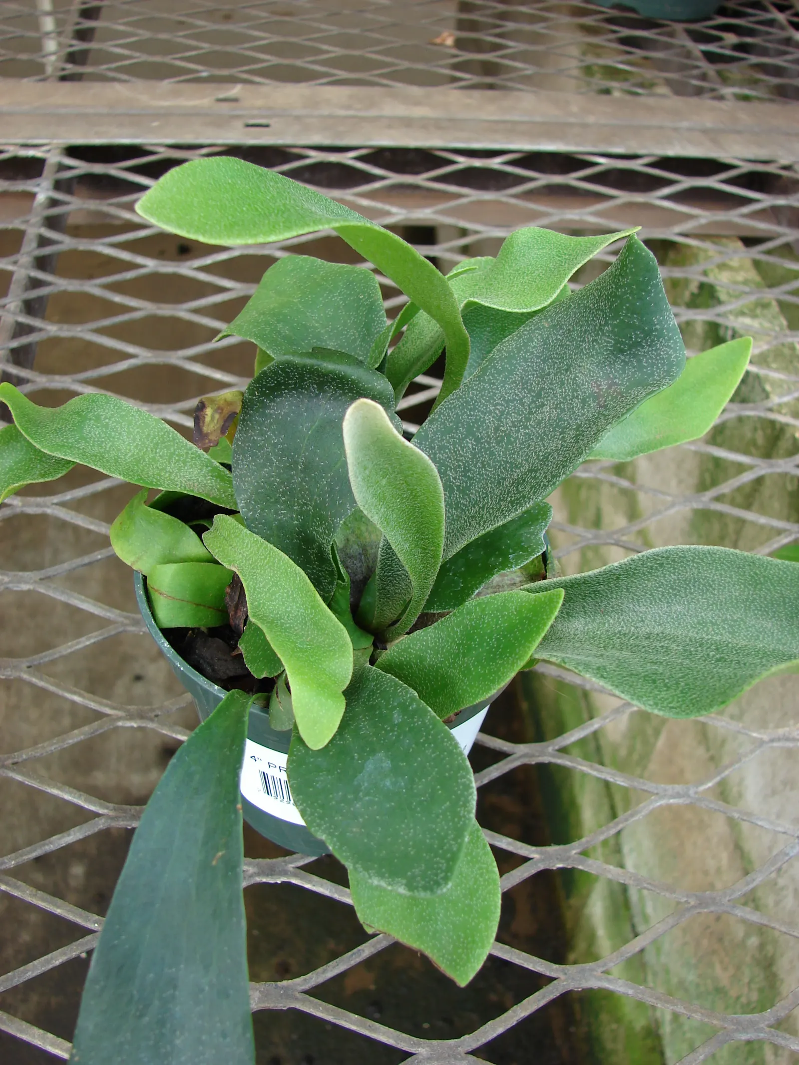 Staghorn Fern (Platycerium Bifurcatum) — appreciating the warmth and dappled light of these regions; ideal for USDA Zones 9-12