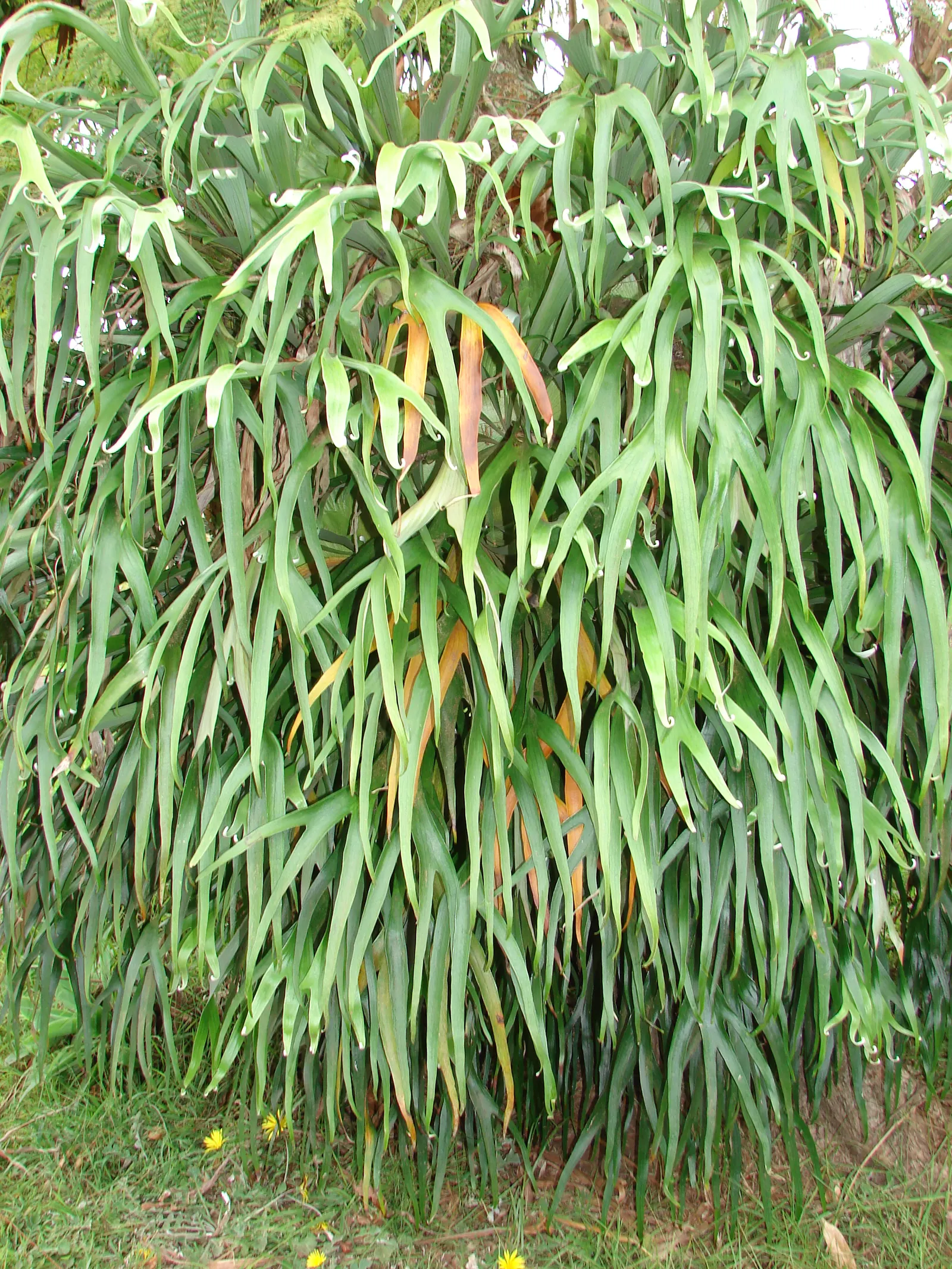 Staghorn Fern (Platycerium Bifurcatum) — The Staghorn Fern, or Platycerium bifurcatum, presents a unique, artistic flair to any garden setting, image 100