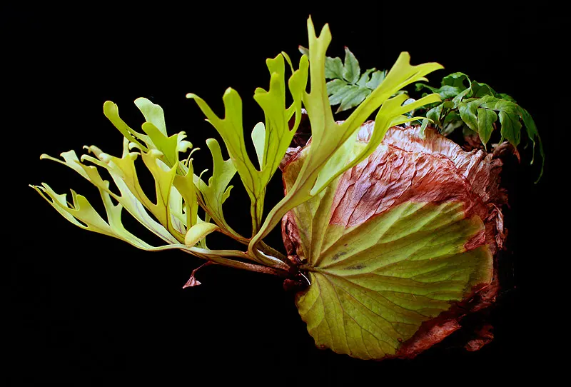 Staghorn Fern (Platycerium Bifurcatum) — Ideal for USDA Zones 9-12; named for its distinctive, image 74