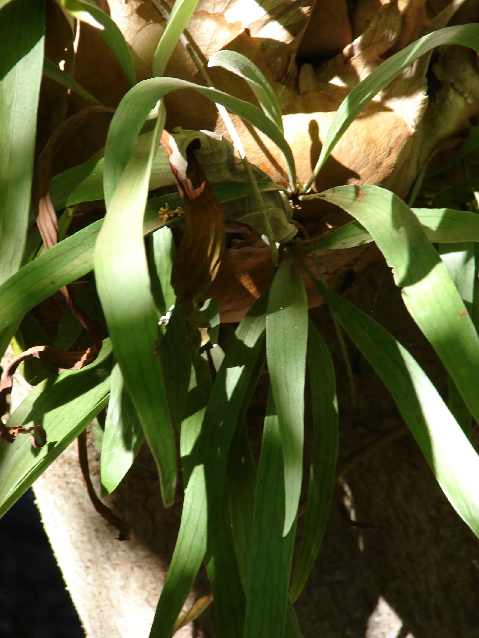 Staghorn Fern (Platycerium Bifurcatum) — As such, north-facing walls or trees that provide filtered sunlight are ideal locations; the Staghorn Fern, or