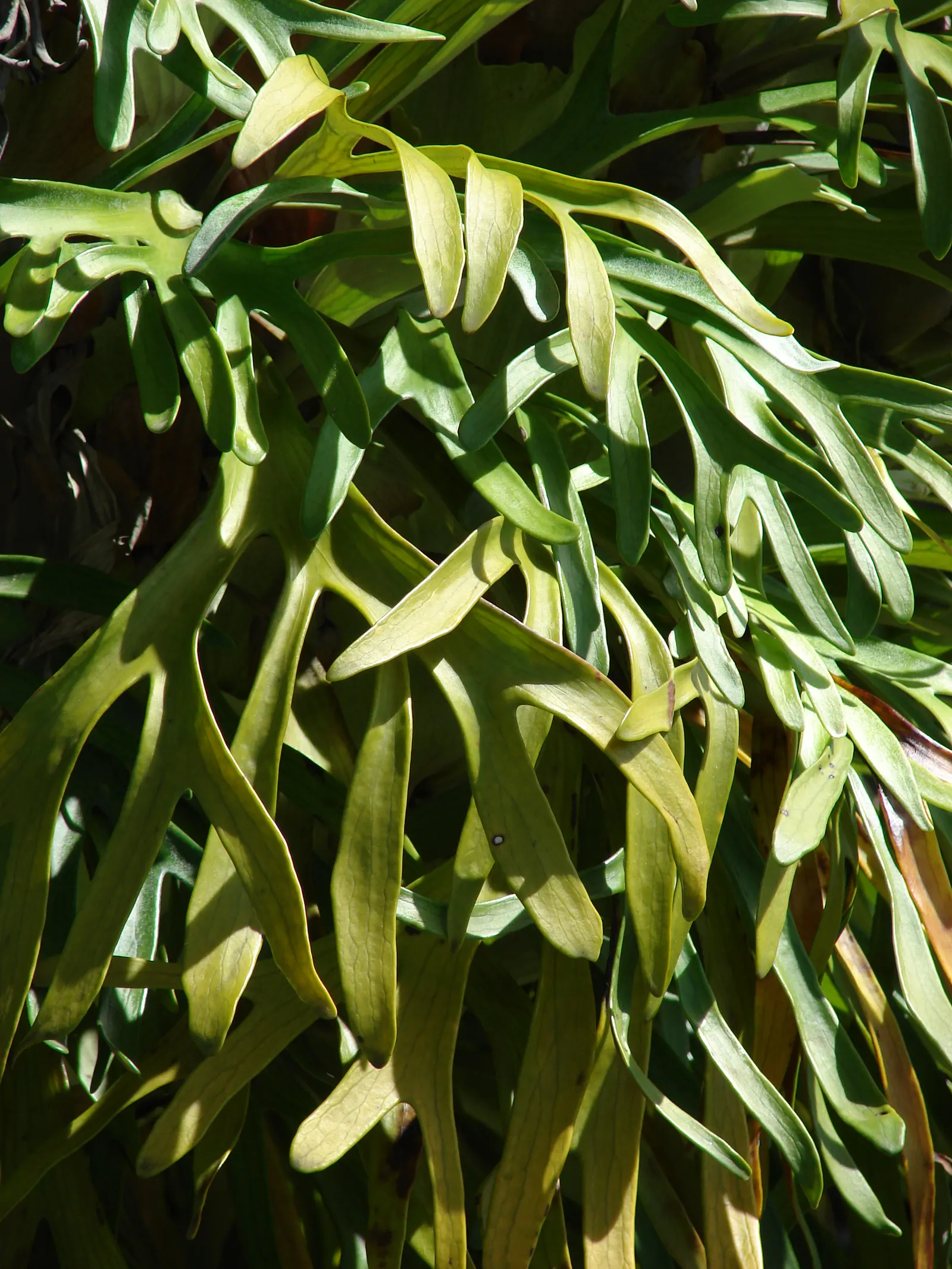 Staghorn Fern (Platycerium Bifurcatum) — As such, north-facing walls or trees that provide filtered sunlight are ideal locations; the Staghorn, image 110
